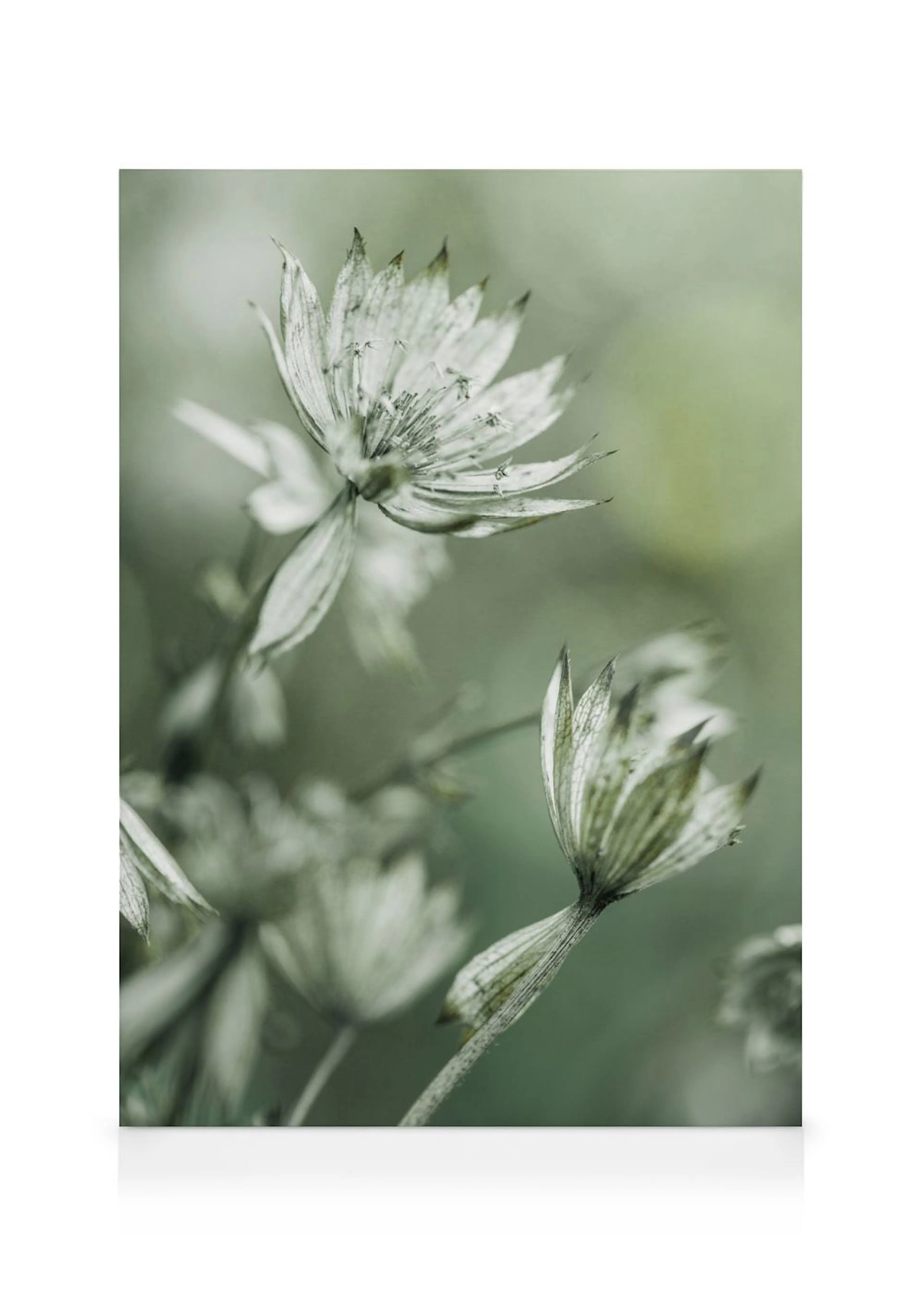 En canvastavla med närbild av ljusa, torkade blommor mot en mjuk grön bakgrund.