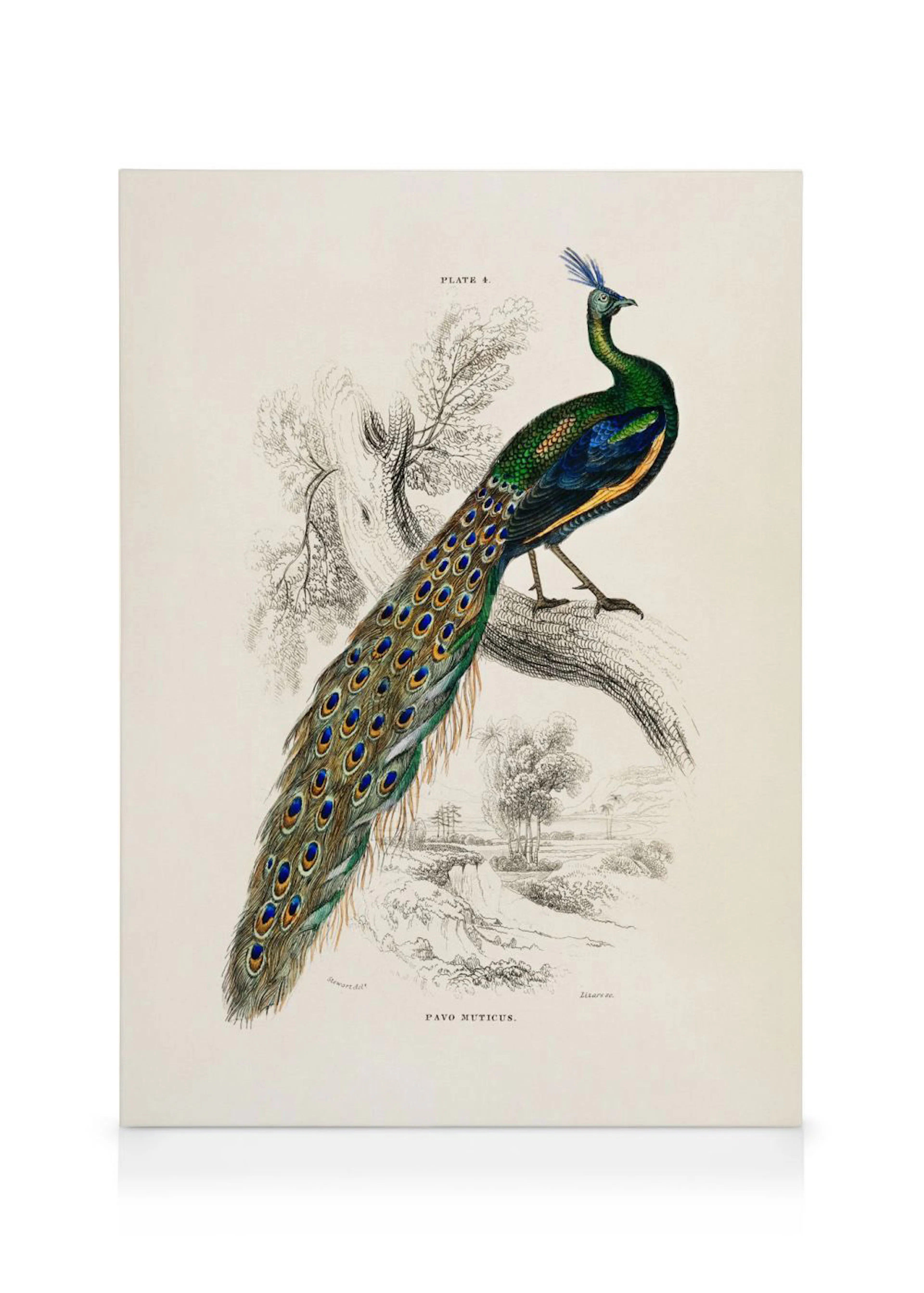 Toile représentant un paon vert aux reflets bleus et dorés, perché sur une branche, avec un paysage au trait.