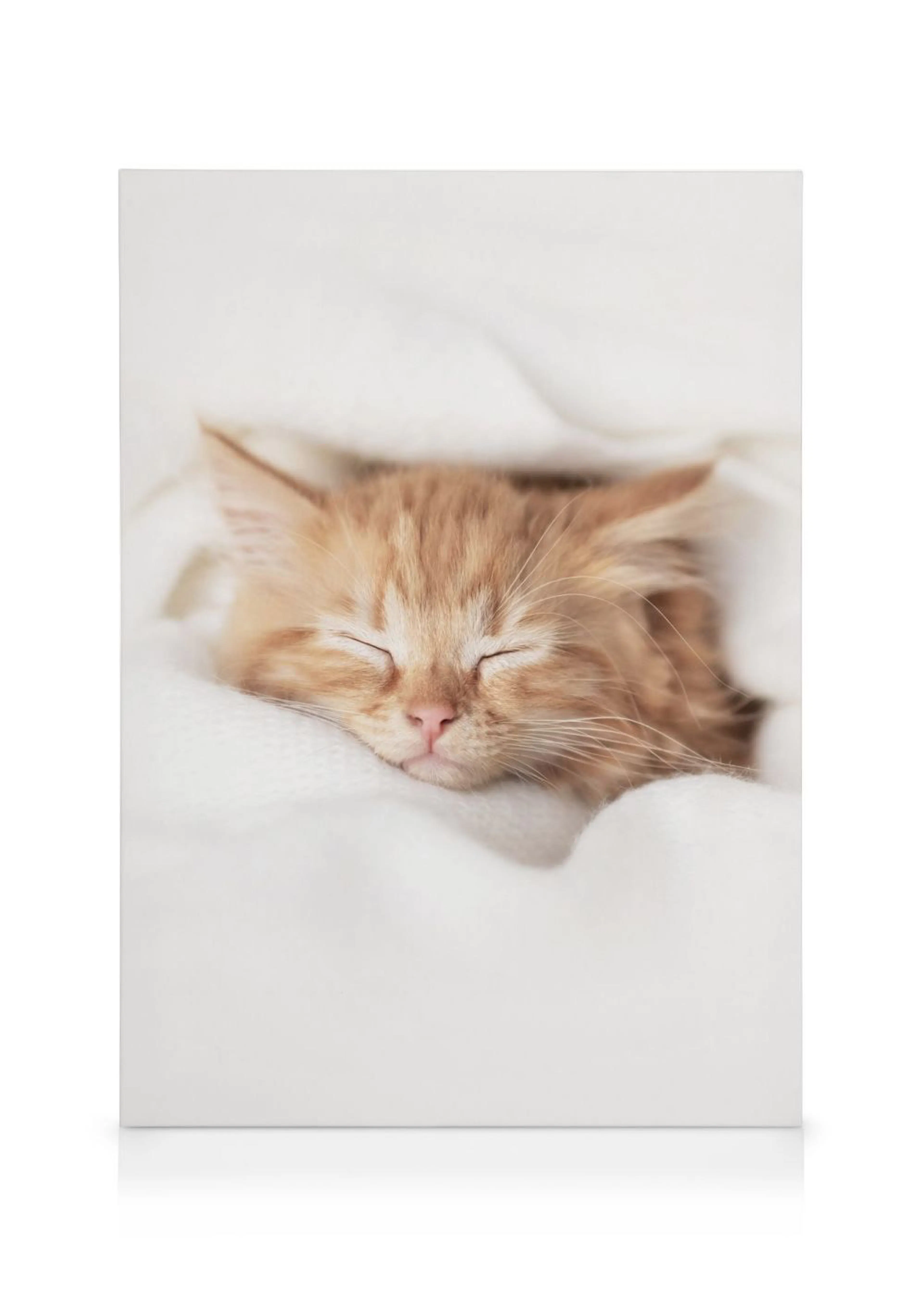 Een canvas met een schattige, slapende, roodbruine kitten gewikkeld in een zachte witte deken.