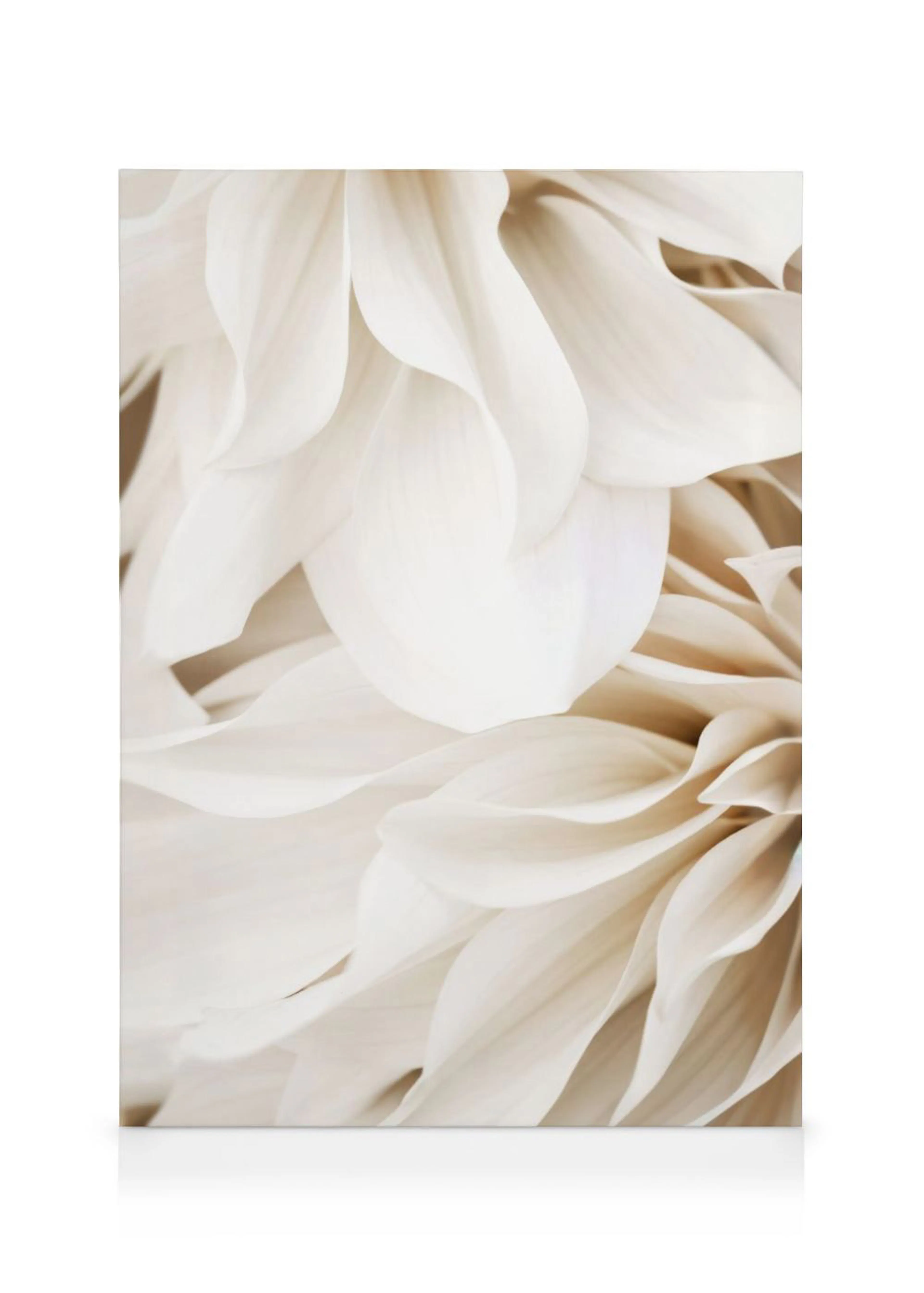 Et lærred med et nærbillede af hvide dahlia blomsterblade, der skaber et blødt og elegant mønster.