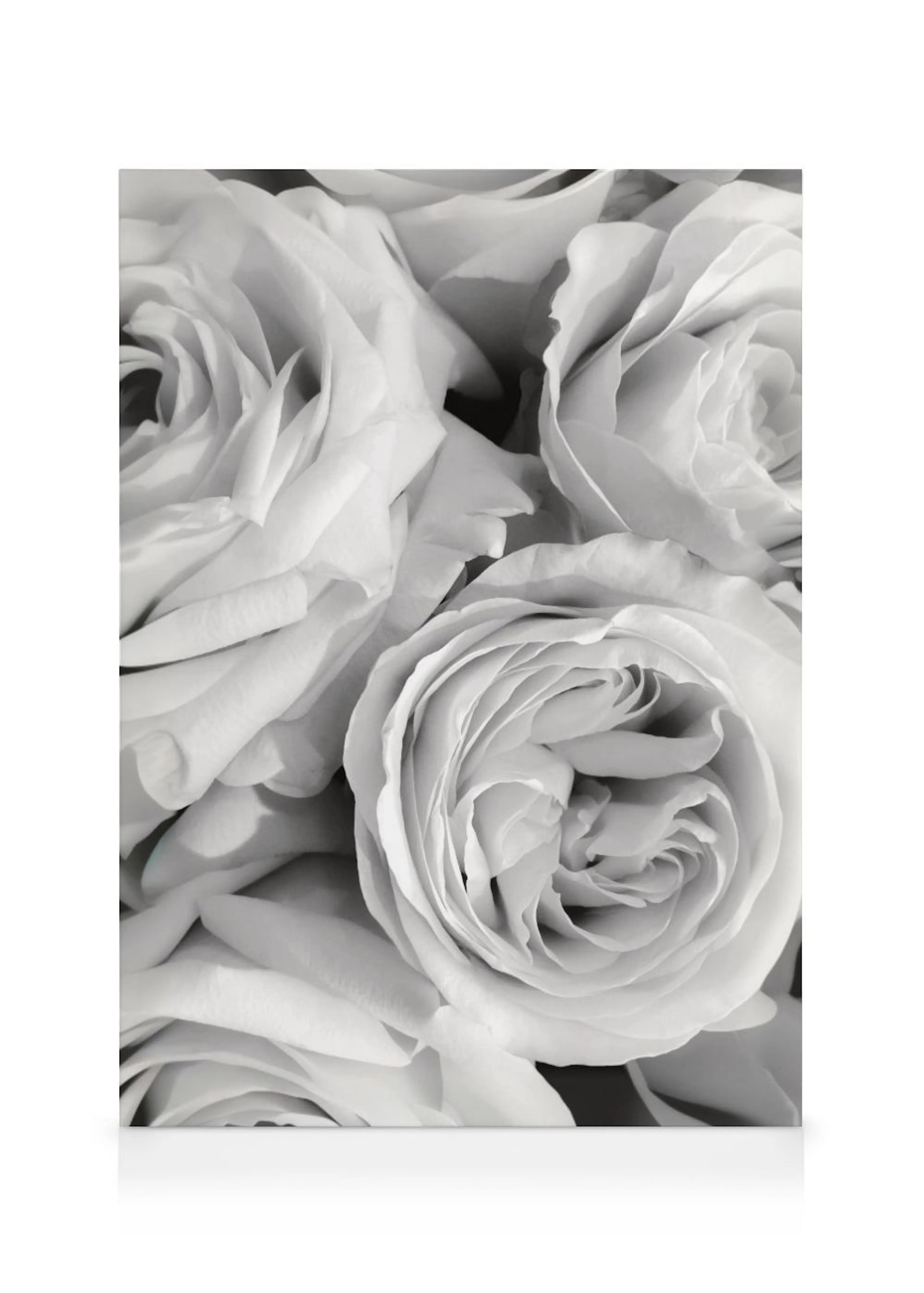 Leinwandbild mit einer Nahaufnahme von drei weißen Rosen in Schwarz-Weiß.
