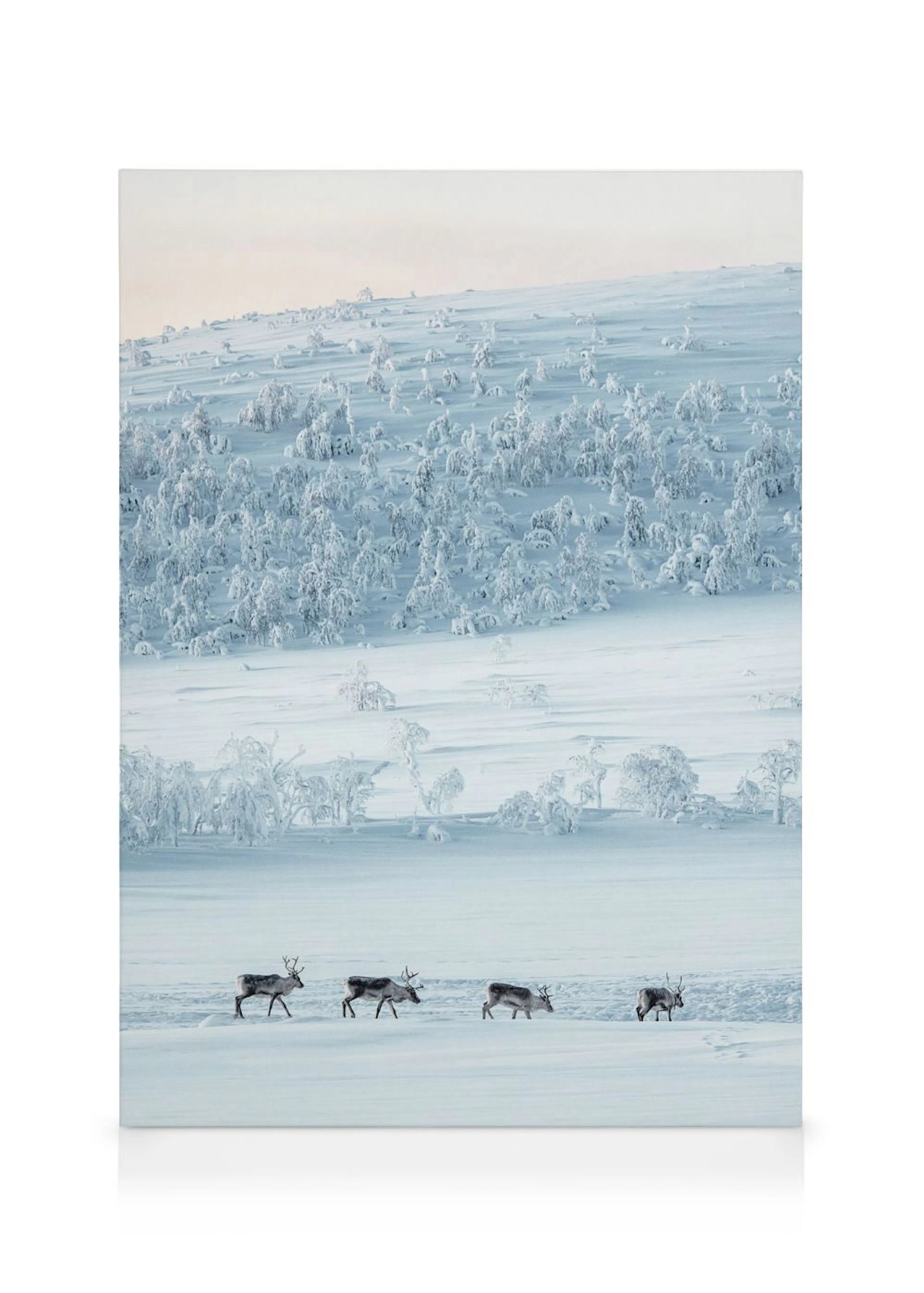 Leinwandbild mit vier Rentieren in einer weiten, schneebedeckten Winterlandschaft mit verschneiten Bäumen.