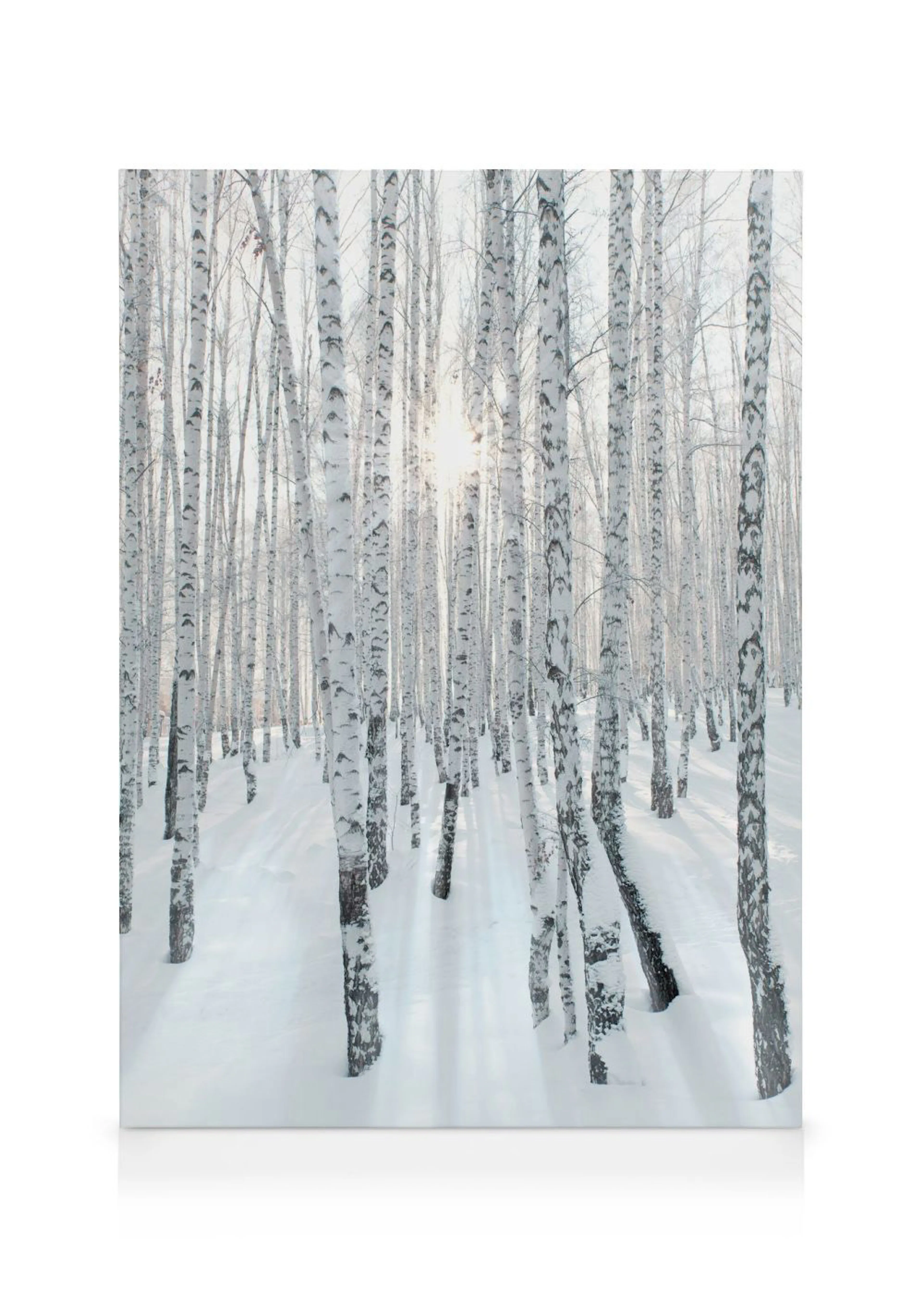 A canvas showing a snowy birch forest with white tree trunks and sun rays shining through the branches.