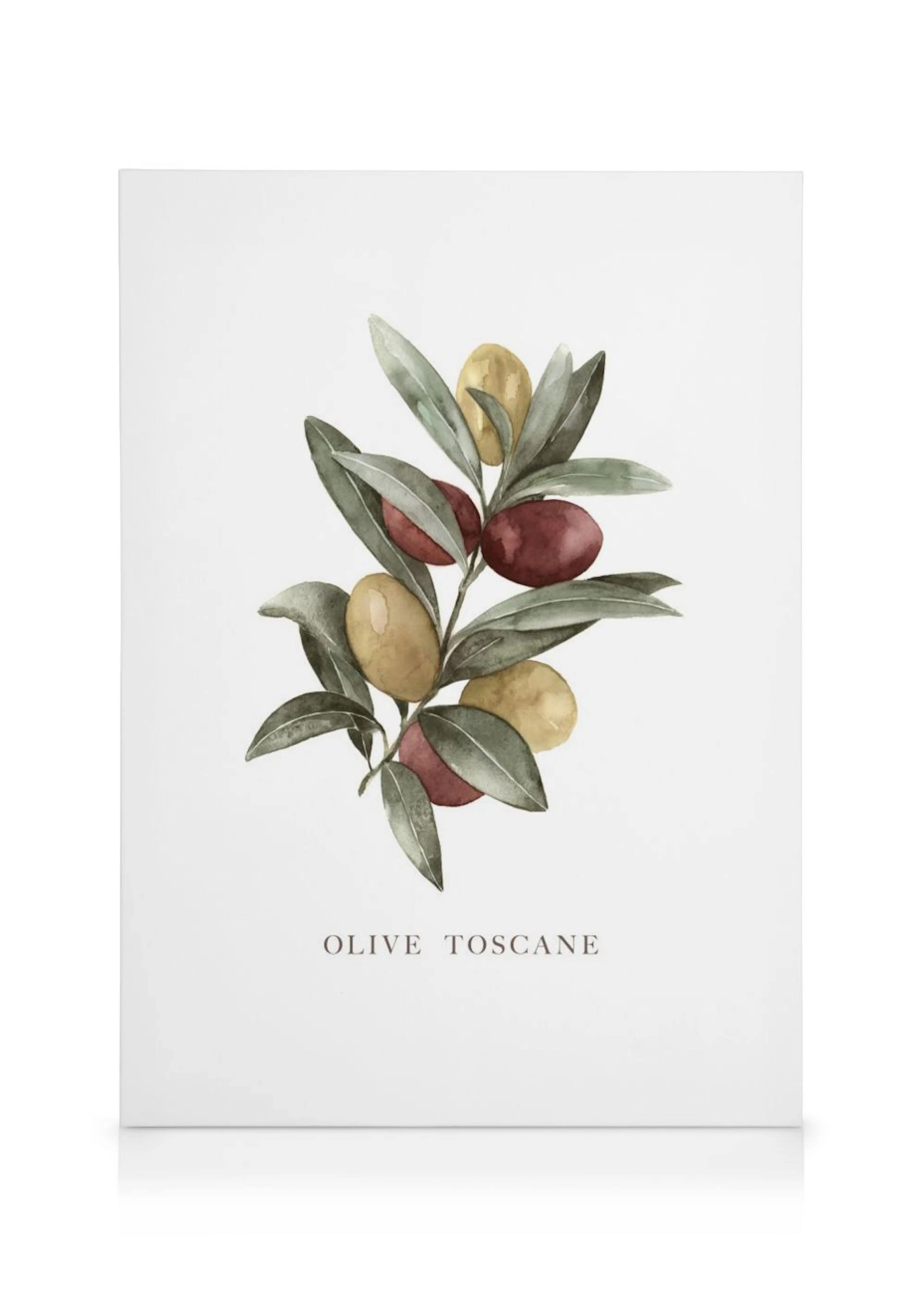 Obraz na płótnie z gałązką oliwną, przedstawiającą zielone liście oraz brązowo-żółte i bordowe oliwki, z napisem OLIVE TOSCANE.