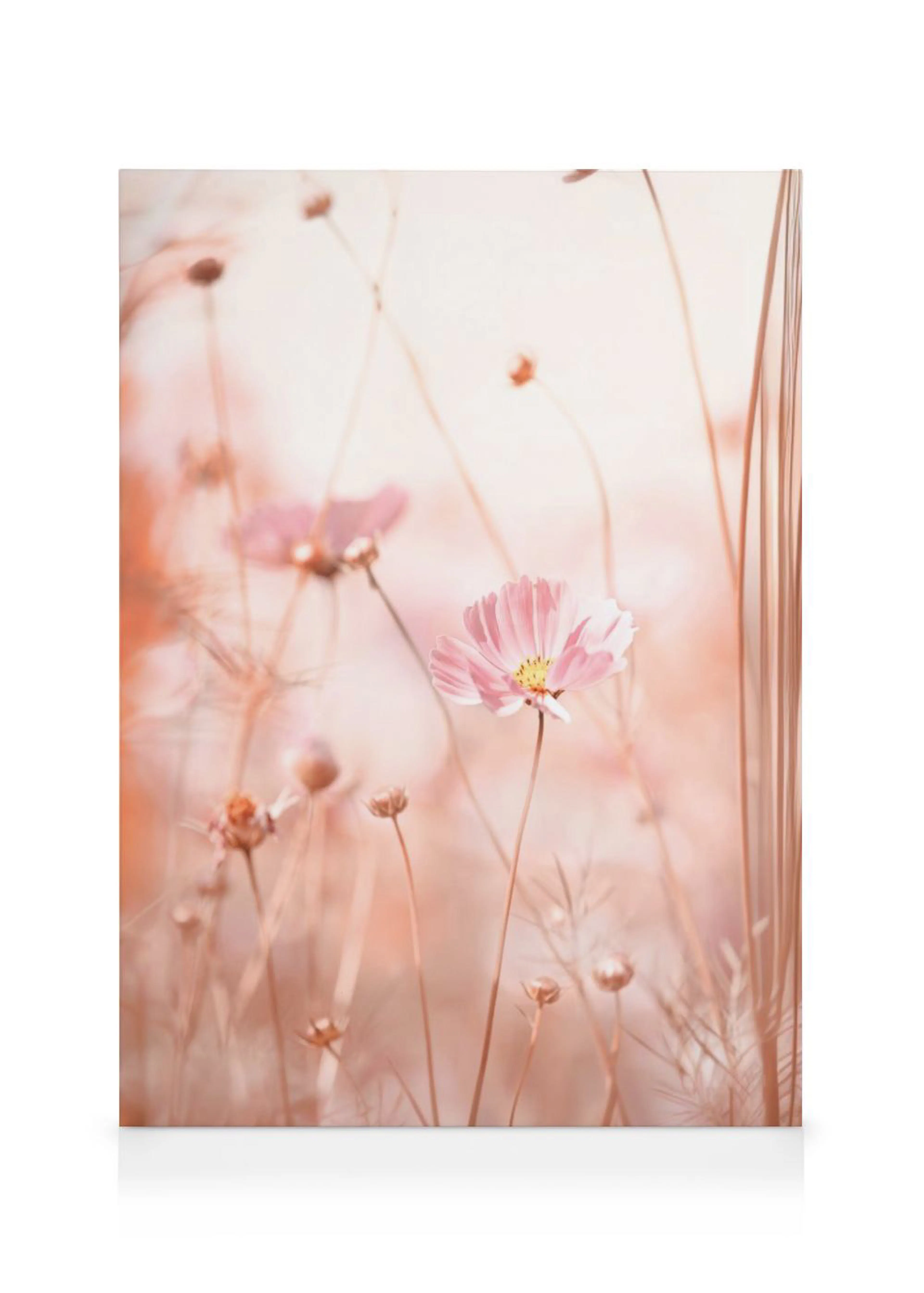 Leinwandbild mit rosa Kosmeenblüten und Gräsern in einem weichen, verschwommenen rosafarbenen Feld.