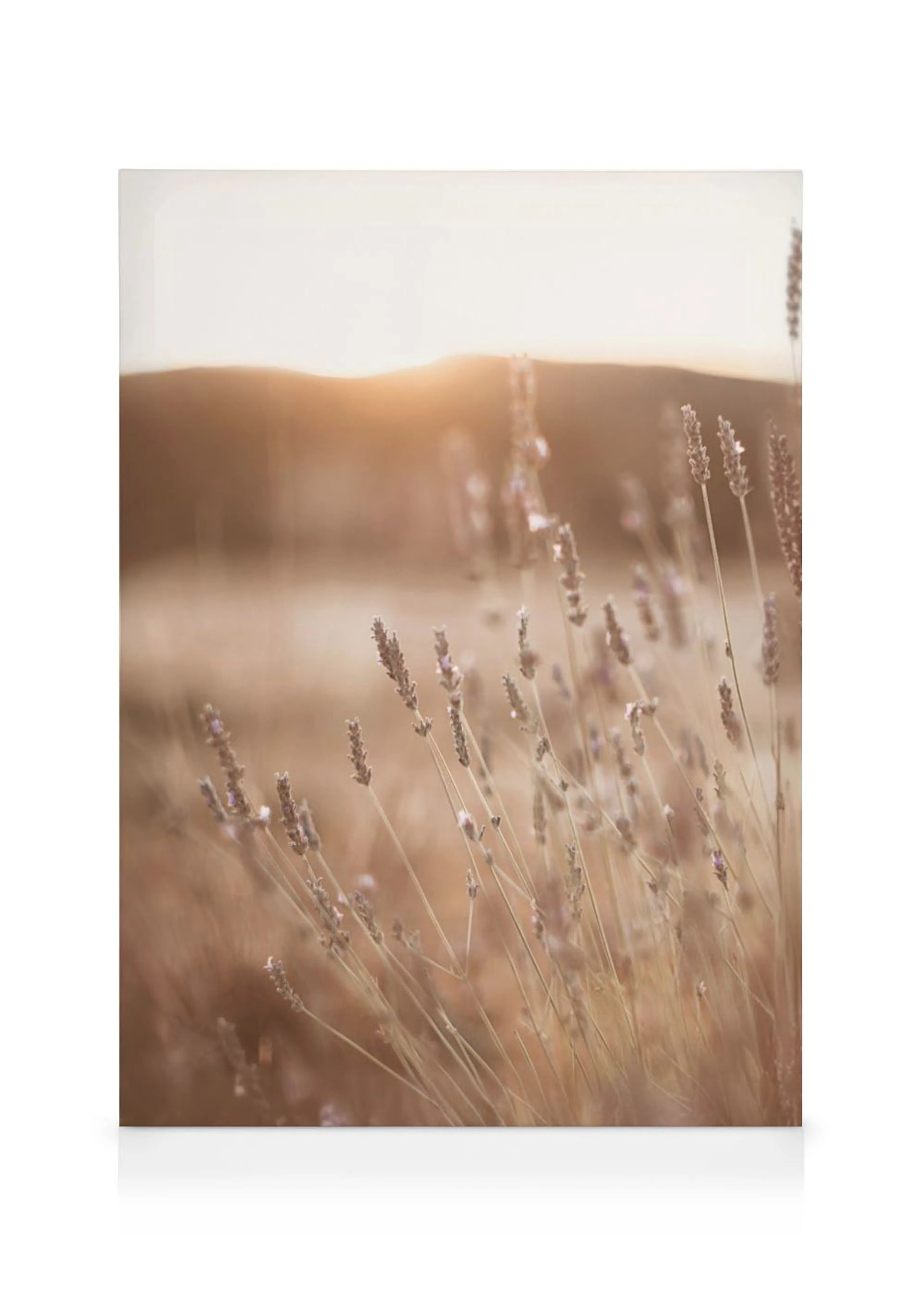A canvas showing a field of lavender at sunset, with a warm glow on the horizon and soft, muted colors.