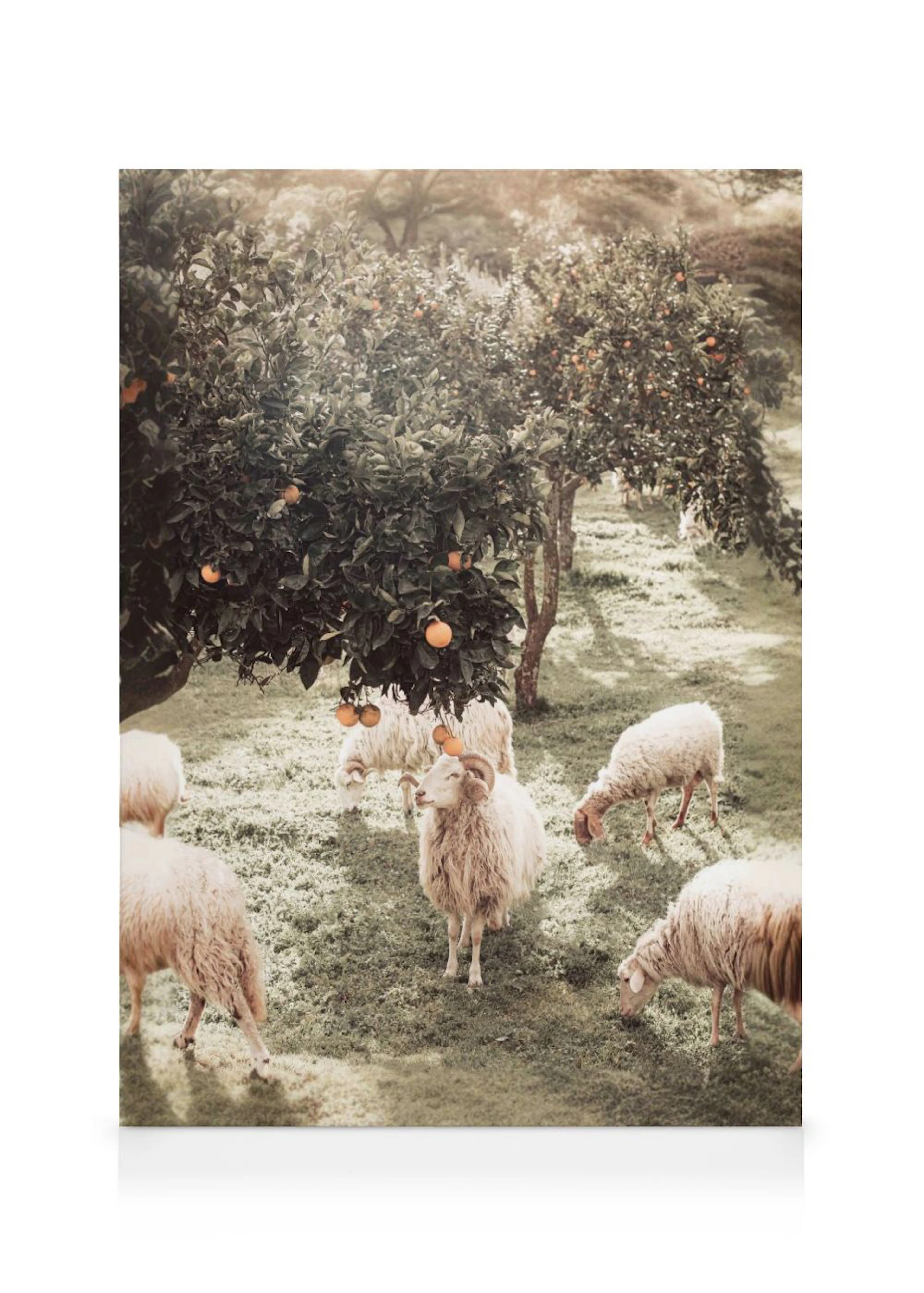 Toile dun troupeau de moutons blancs au pâturage sous des orangers ensoleillés.