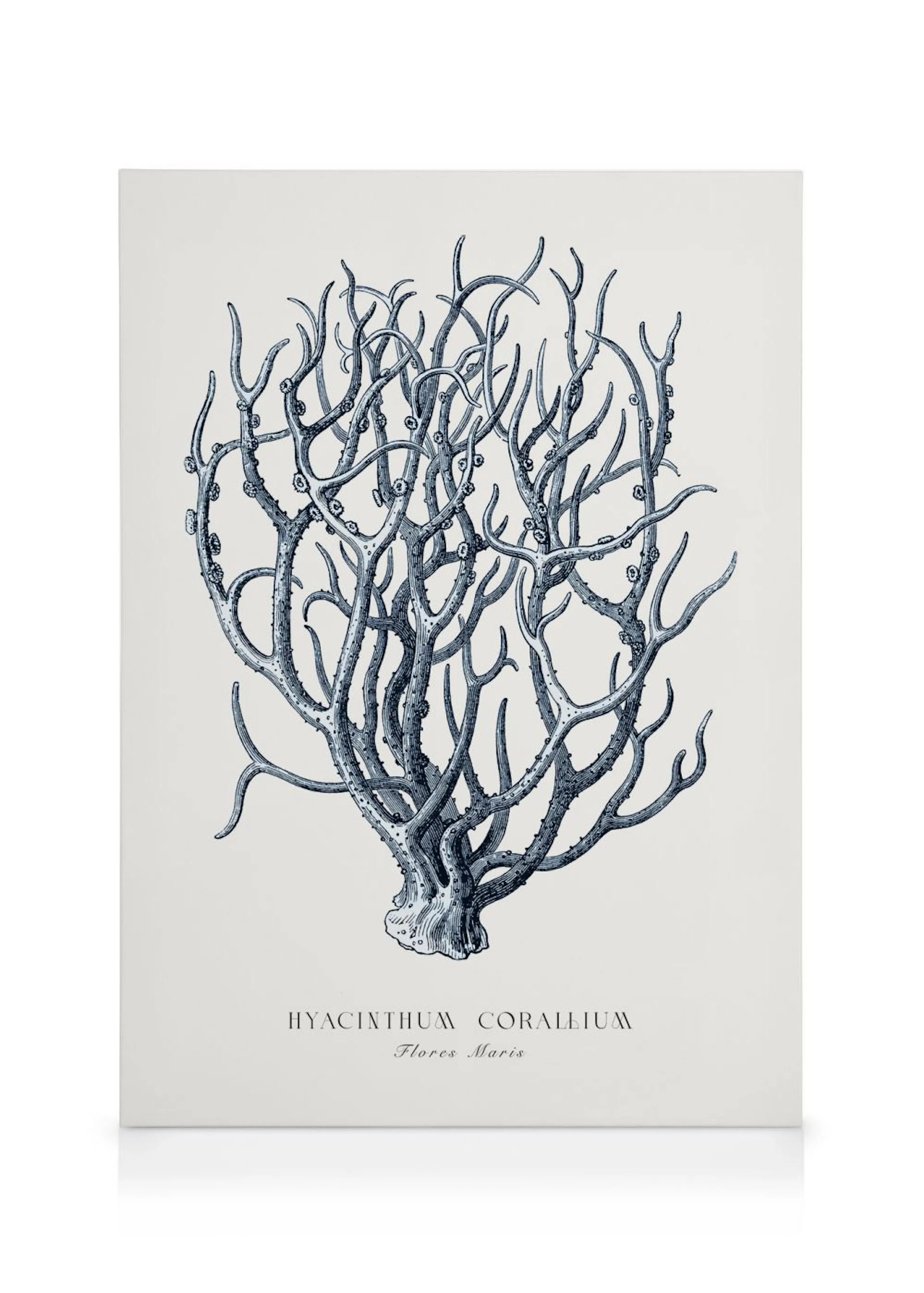 Toile murale blanche représentant une illustration botanique de corail Hyacinthum Corallium bleu marine.