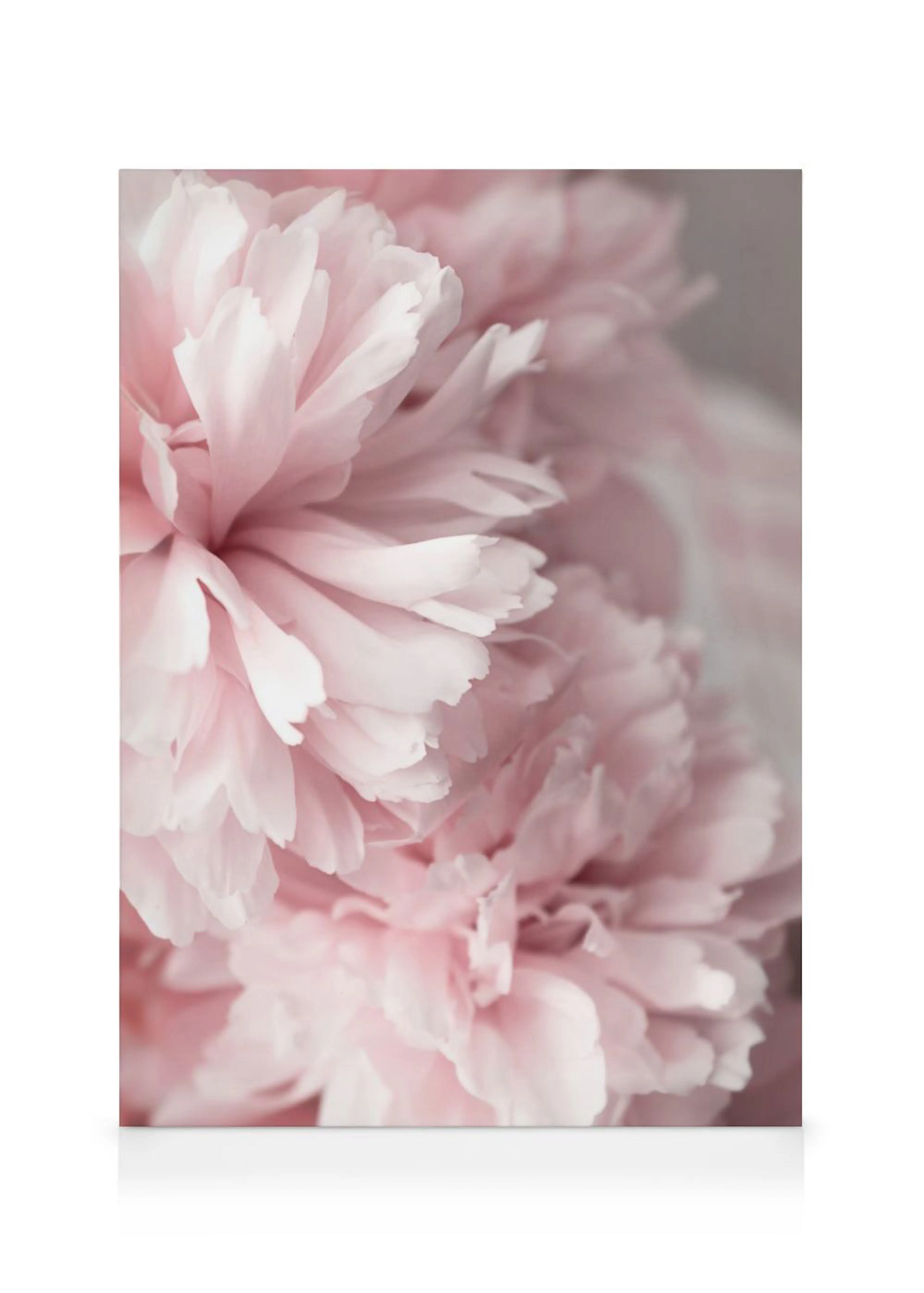 Ein Leinwandbild mit einer Nahaufnahme zarter, rosafarbener Blütenblätter, die eine Pfingstrose oder Rose bilden.