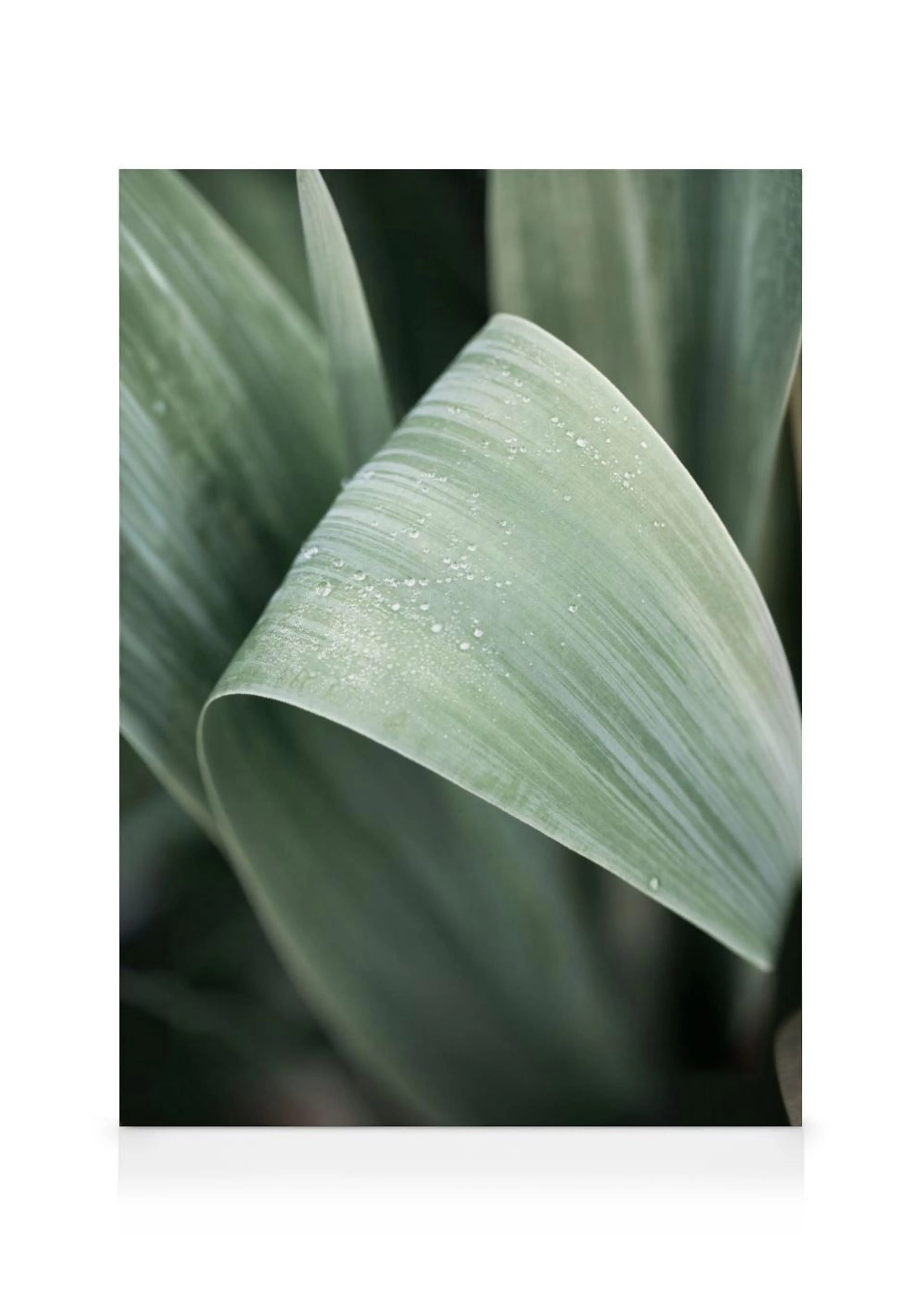 A canvas featuring light green plant leaves with water droplets on the surface, against a dark green background.