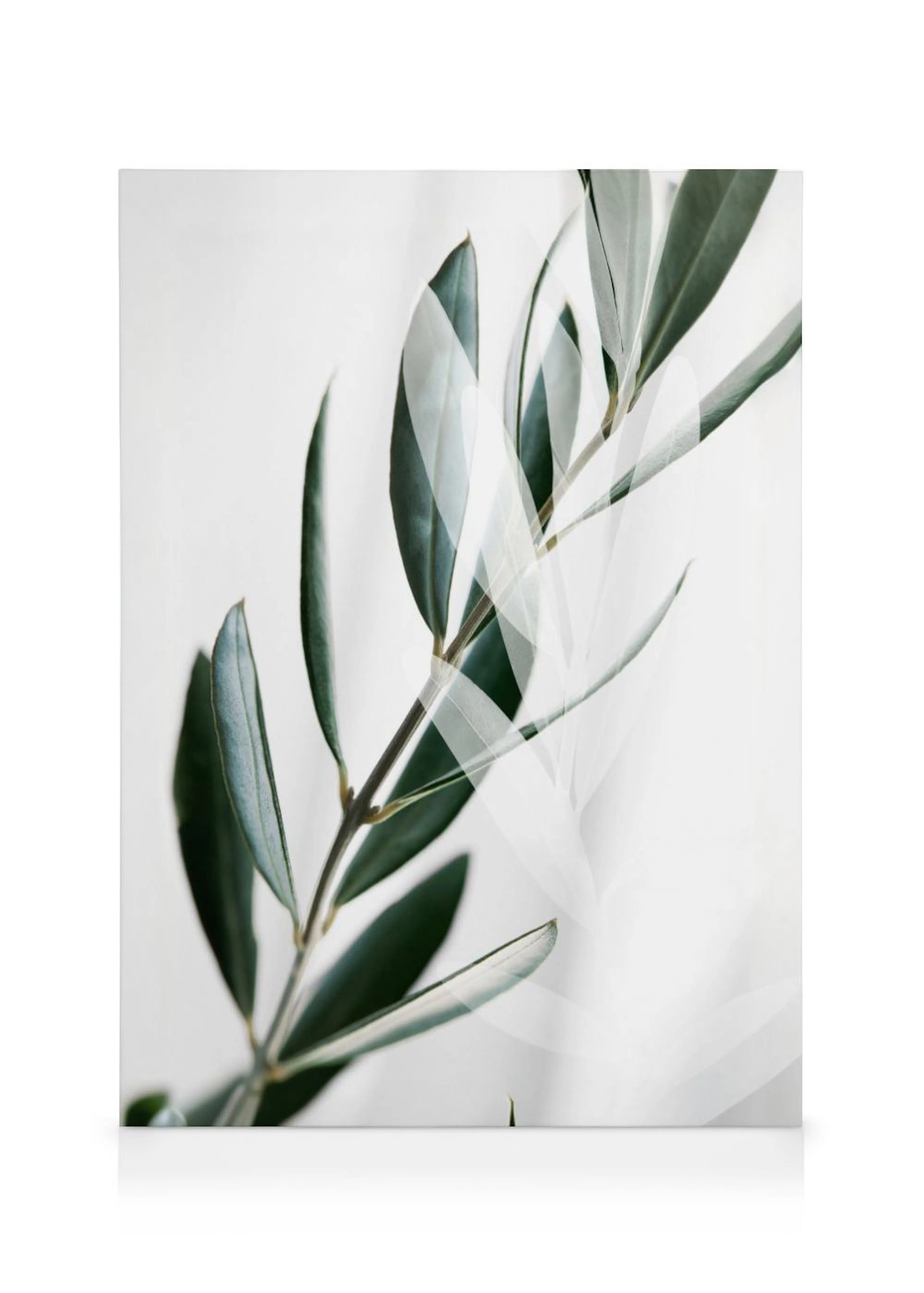 Toile murale : une branche dolivier vert foncé sur fond blanc doux, avec un reflet subtil.