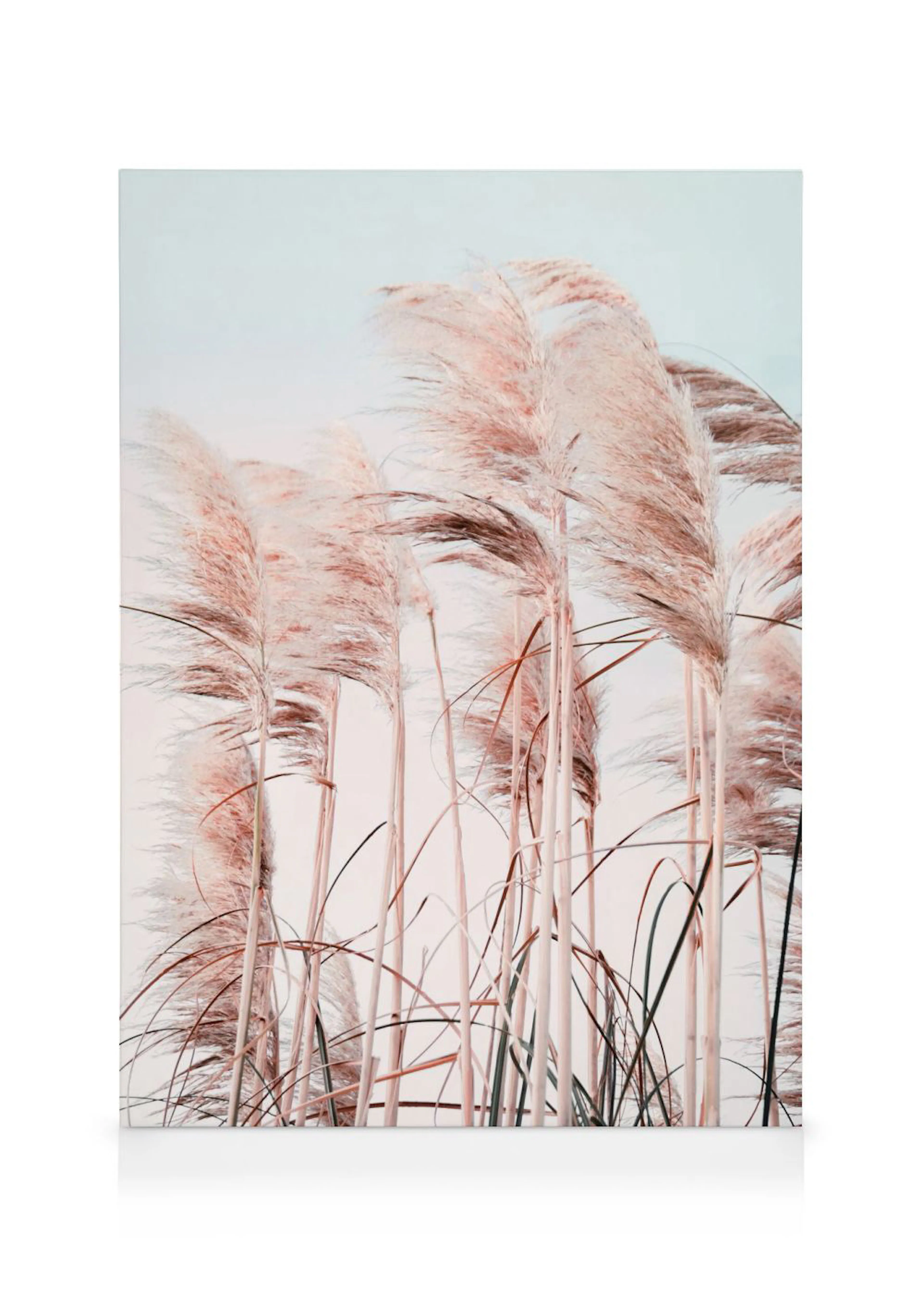 Toile représentant une herbe de la pampa duveteuse aux teintes roses et beiges sur fond clair.