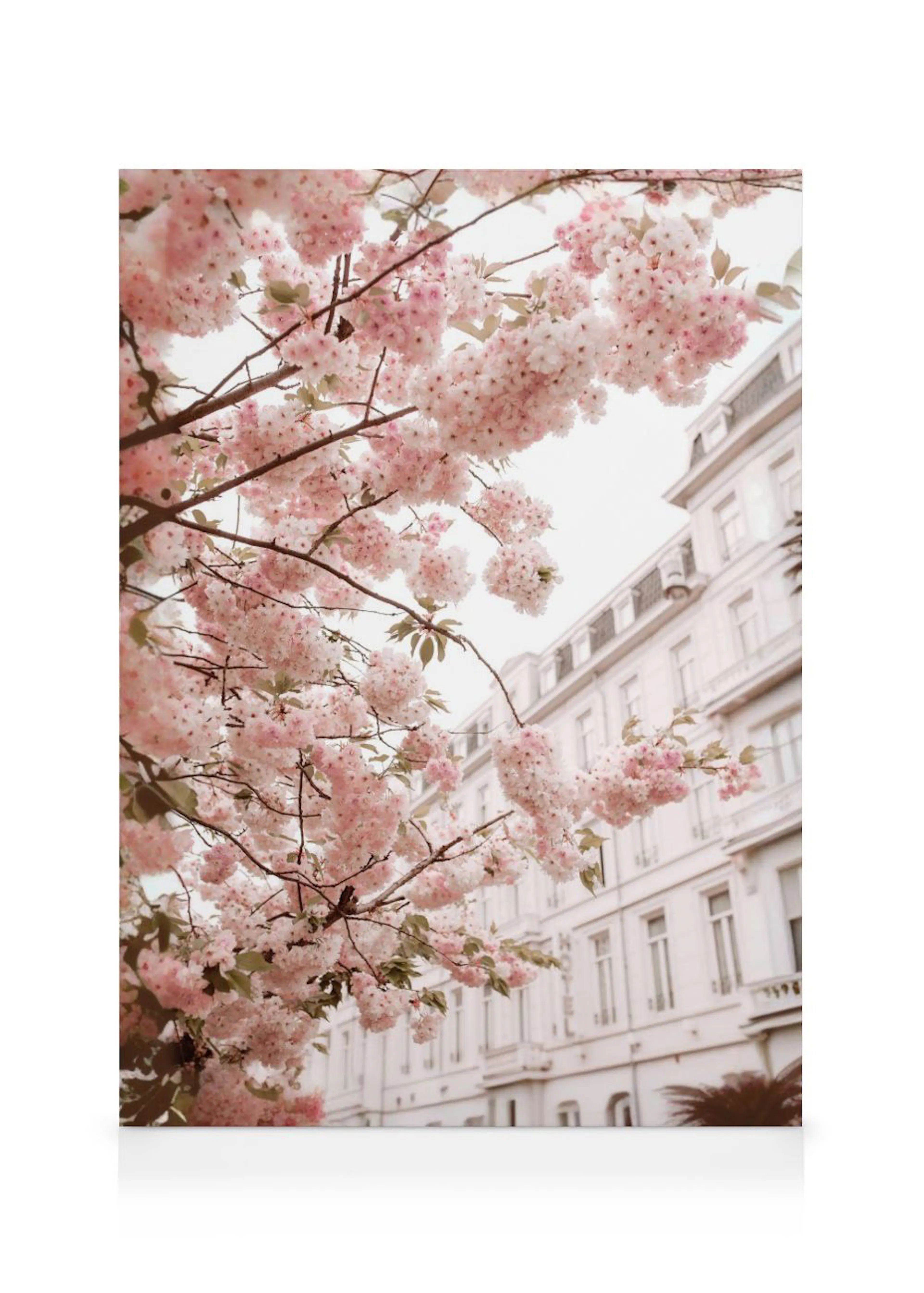 Toile de fleurs de cerisier roses en pleine floraison devant un élégant bâtiment parisien.