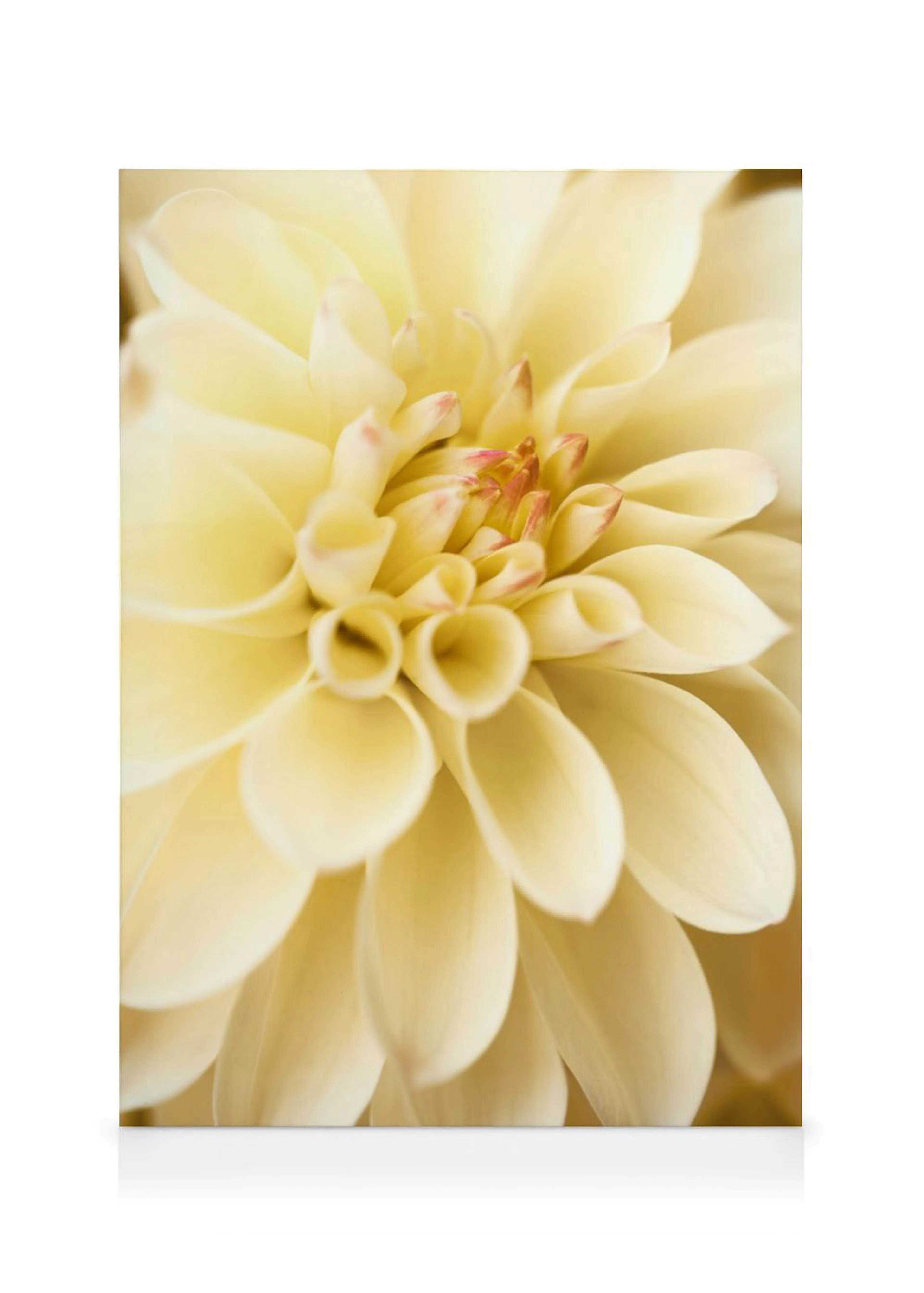 A stunning close-up canvas of a pale yellow dahlia with hints of pink and orange at its center.