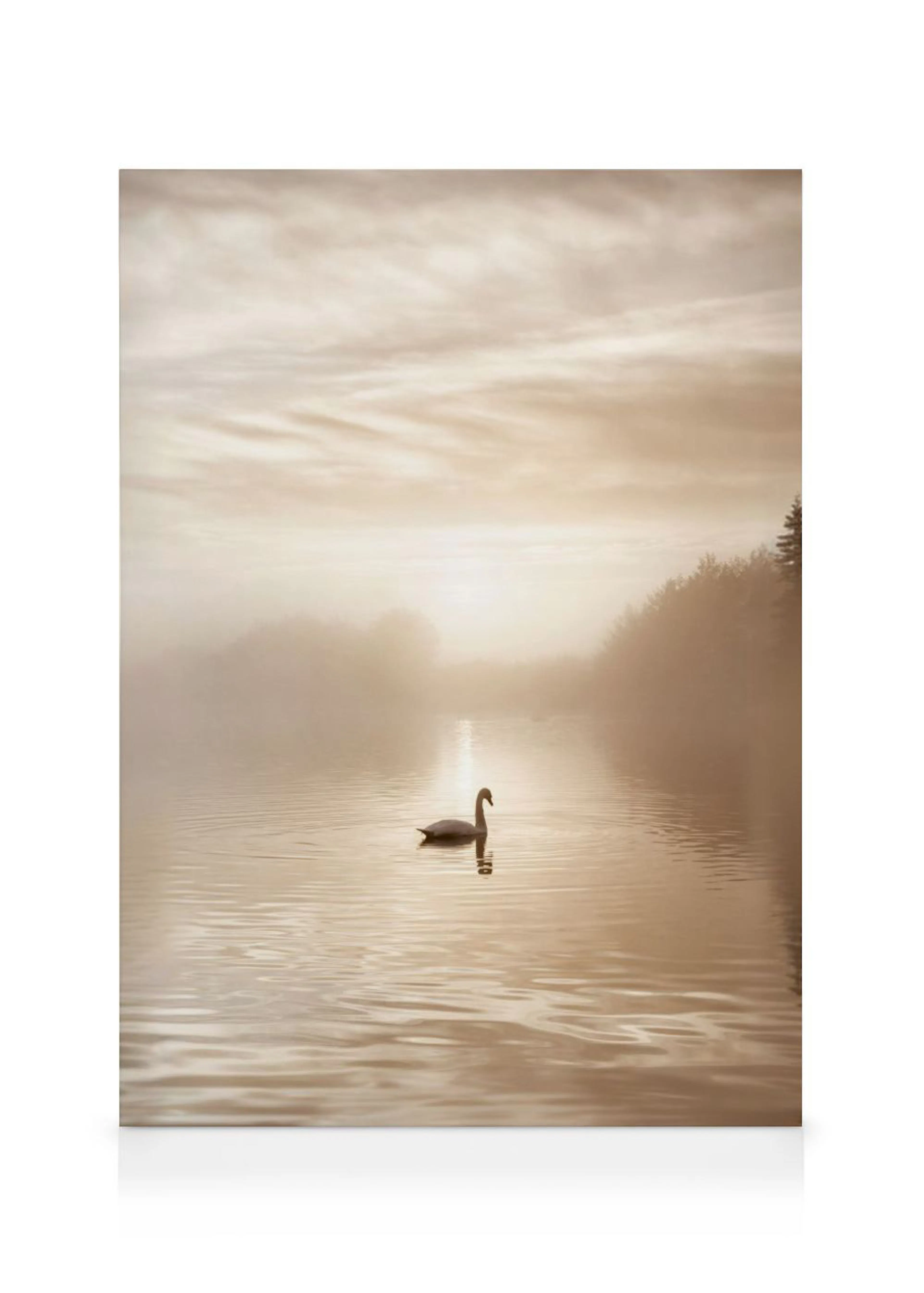 Een canvas van een witte zwaan die op een rustig meer zwemt, omringd door mist en een gouden zonsondergang.
