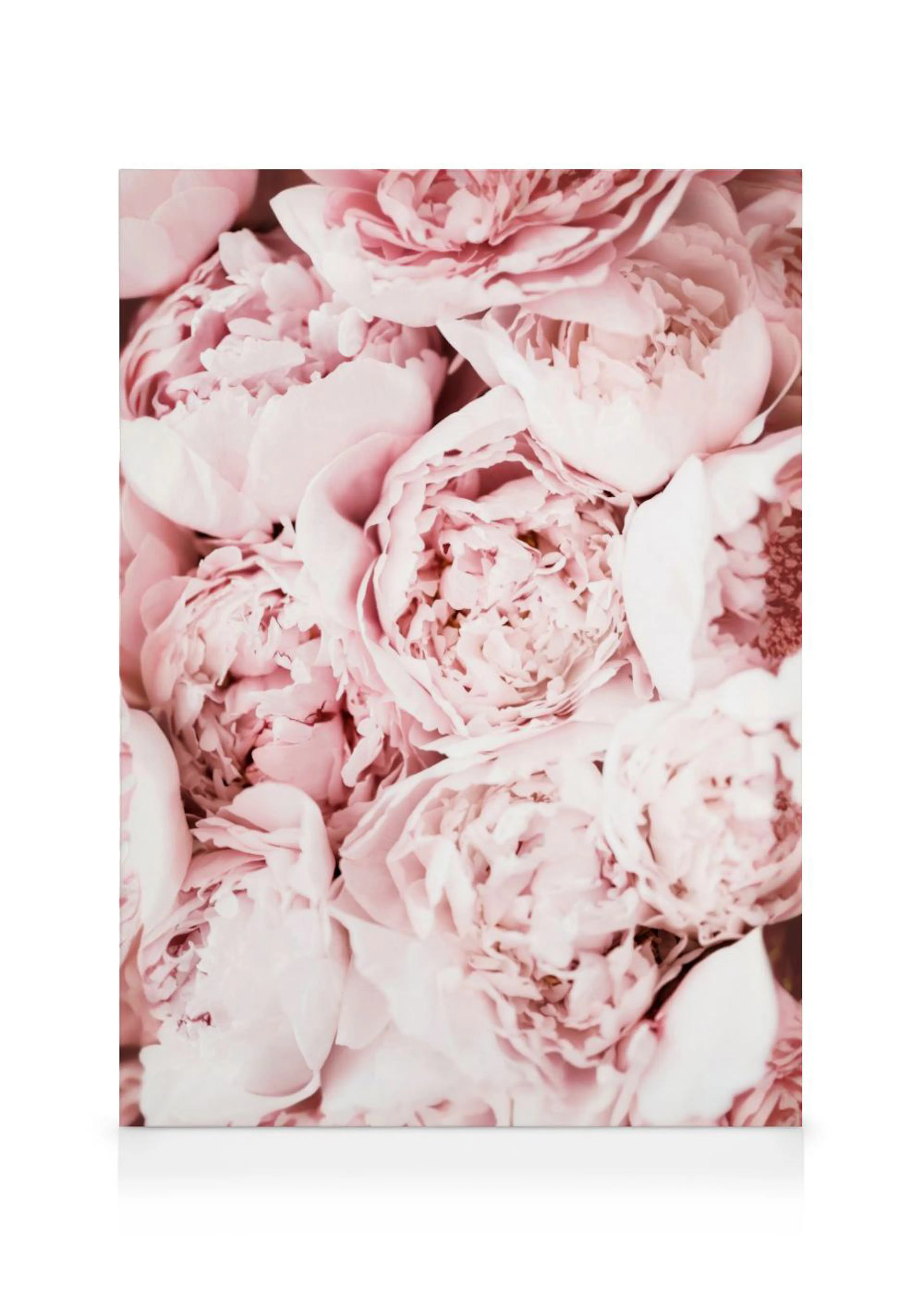 Leinwandbild mit einem Detailbild von zarten rosa Pfingstrosen, die dicht beieinander liegen und die gesamte Fläche füllen.