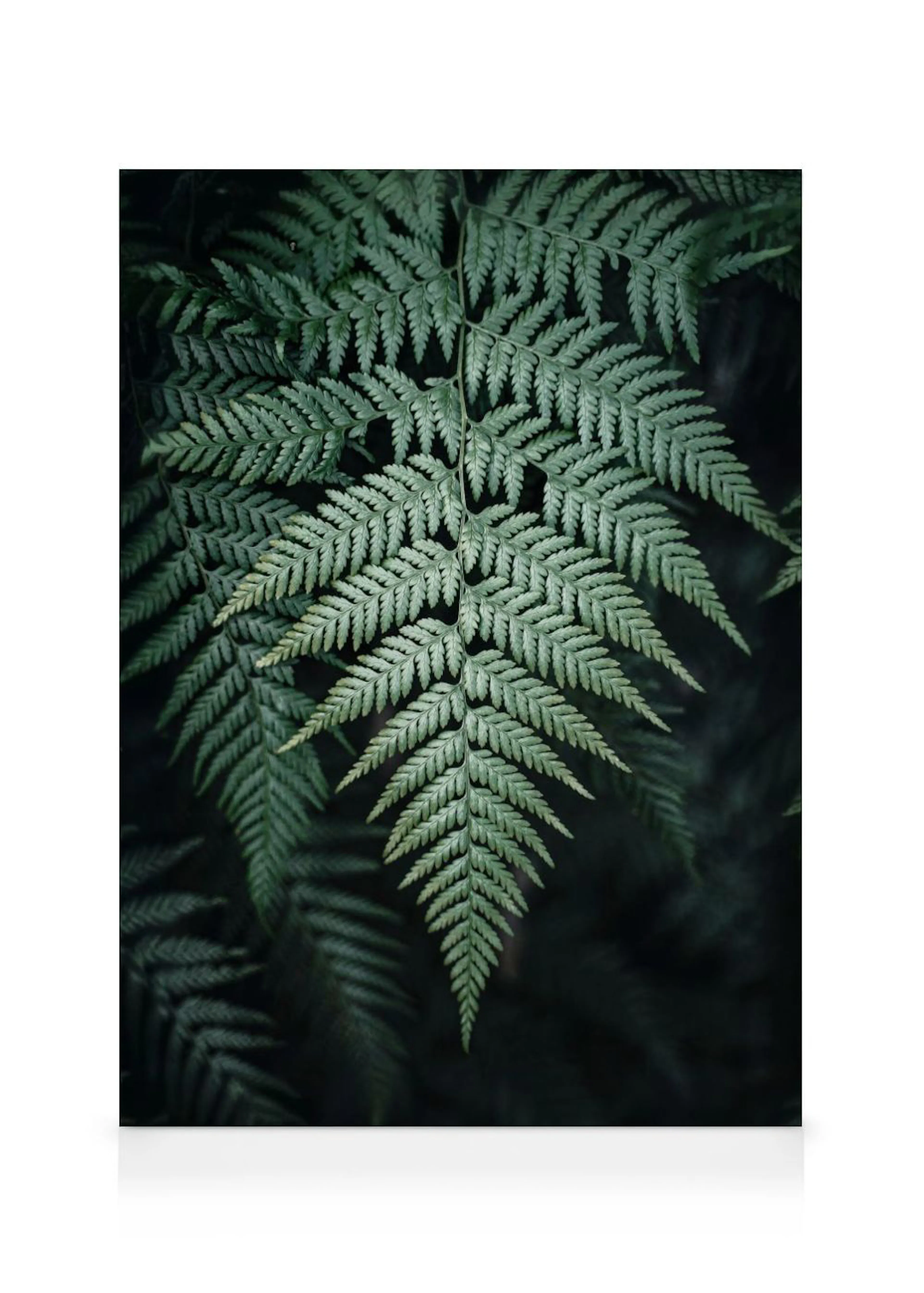 Lienzo de un helecho verde oscuro con hojas detalladas y un fondo sombrío.