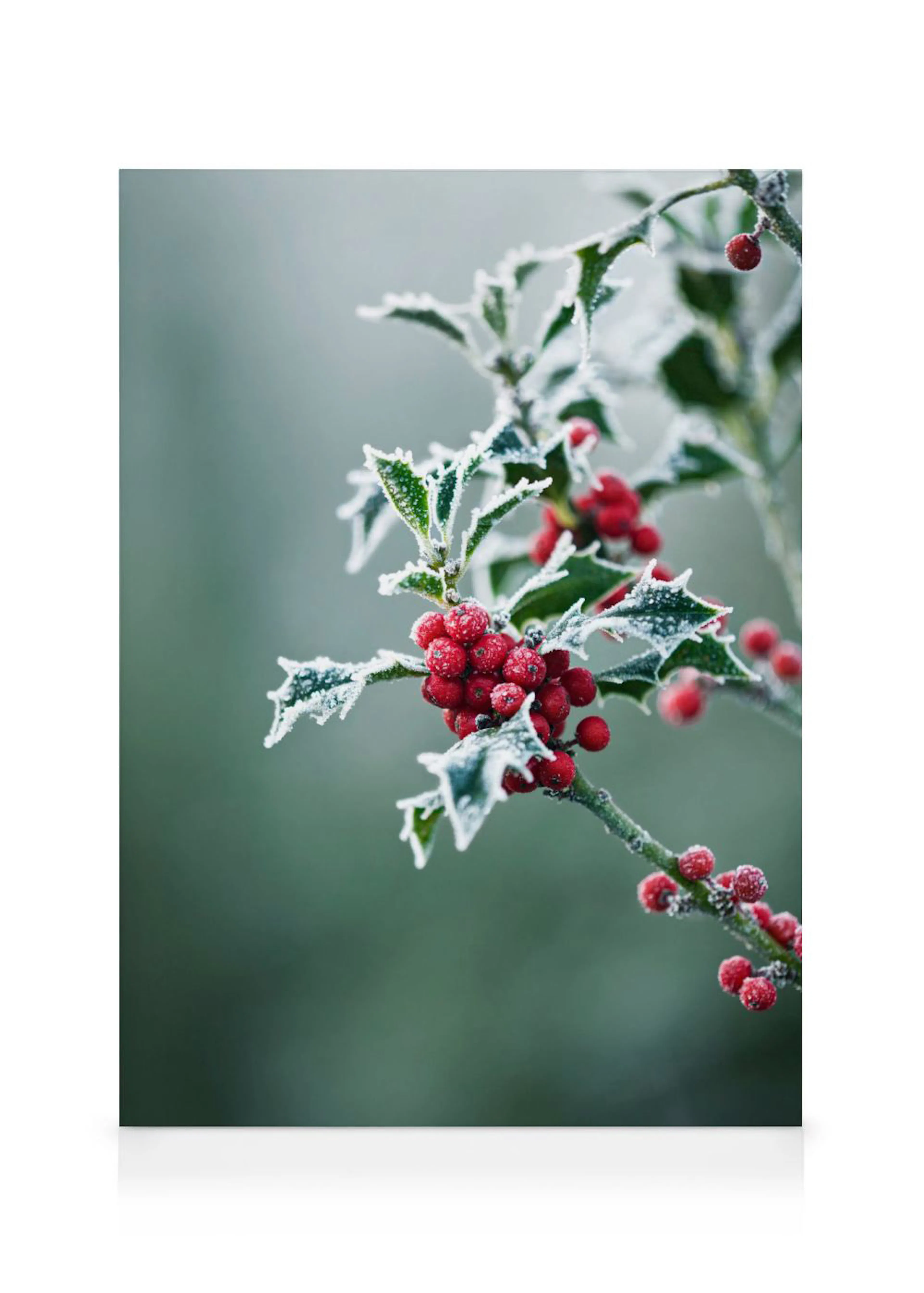A canvas of a frosted holly branch with vibrant red berries and green leaves, set against a soft, blurred background.