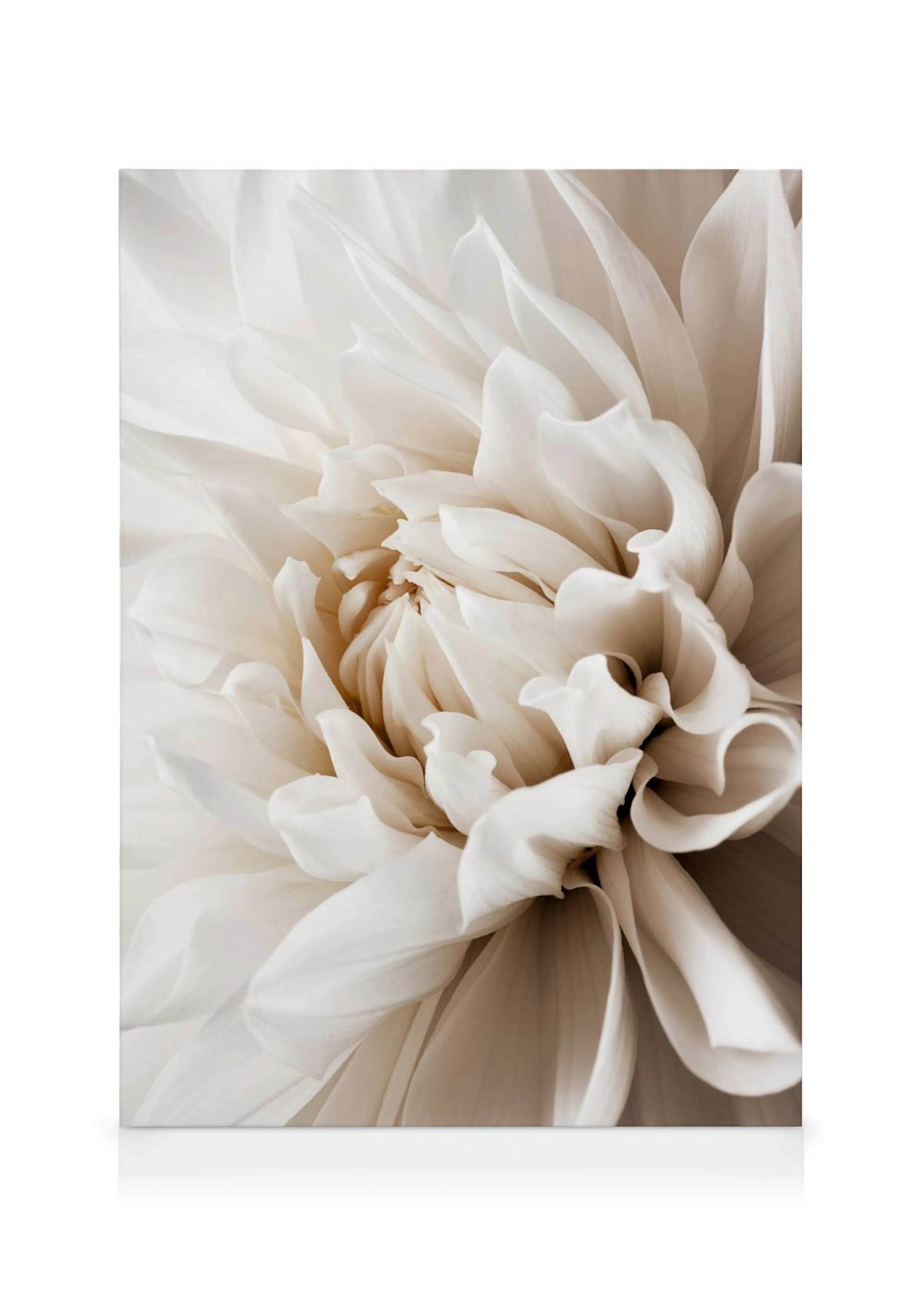 Toile macro dun dahlia blanc crème aux pétales doux et superposés, avec des nuances chaudes.