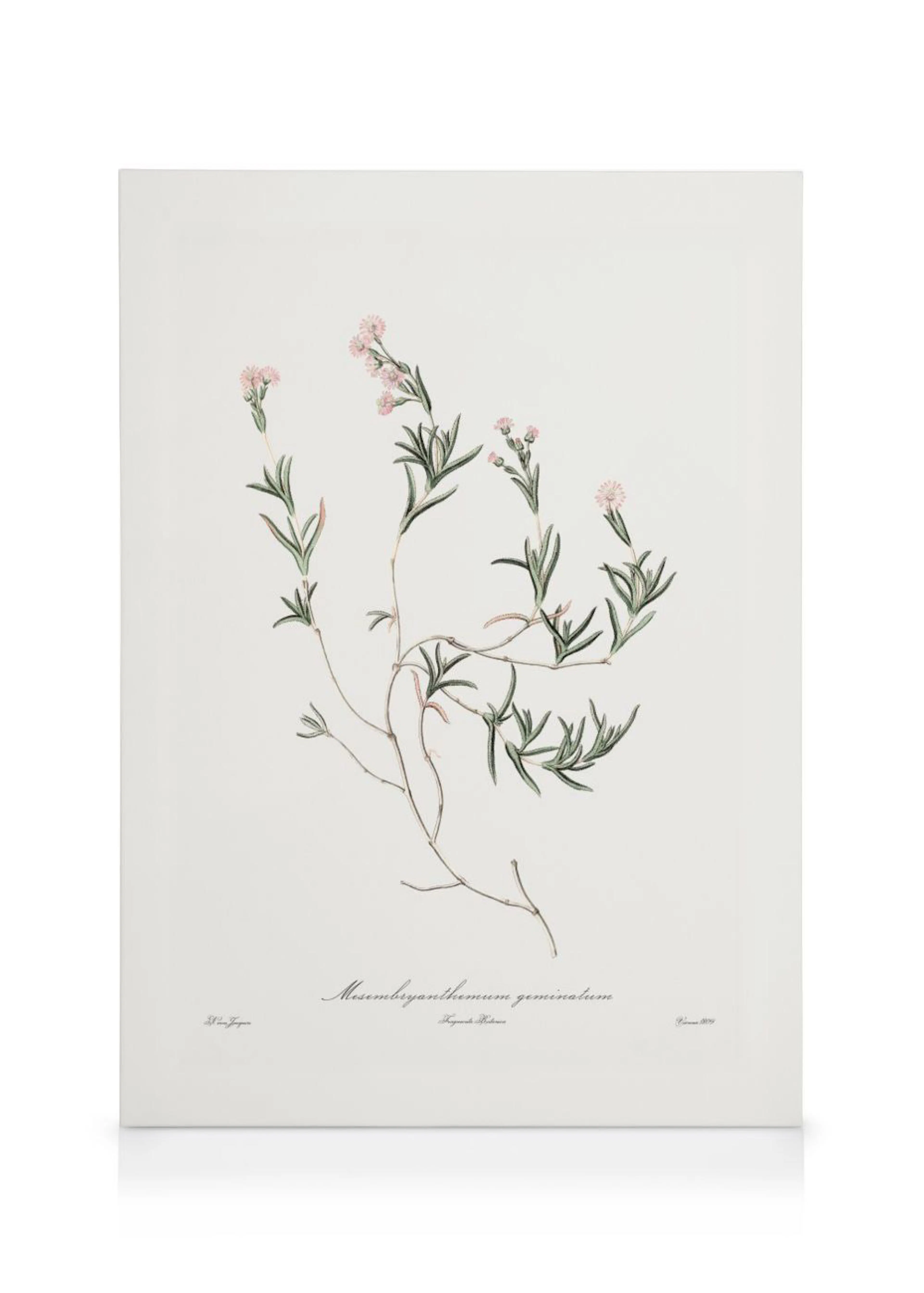 Canvas met een botanische illustratie van Mesembryanthemum geminatum, met roze bloemetjes en groene bladeren op een witte achter