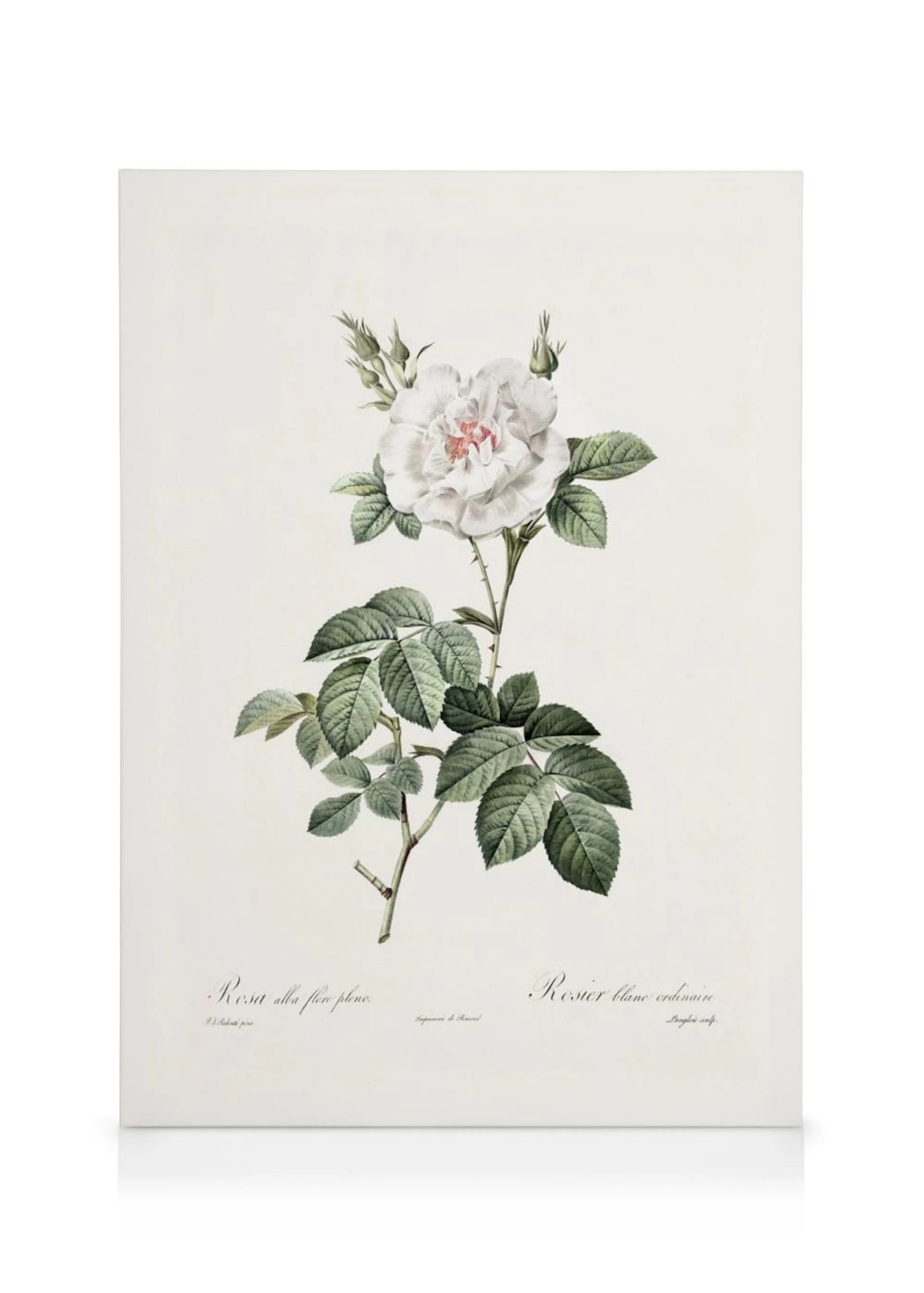 A botanical illustration canvas of a delicate white rose with green leaves and buds on a light background.