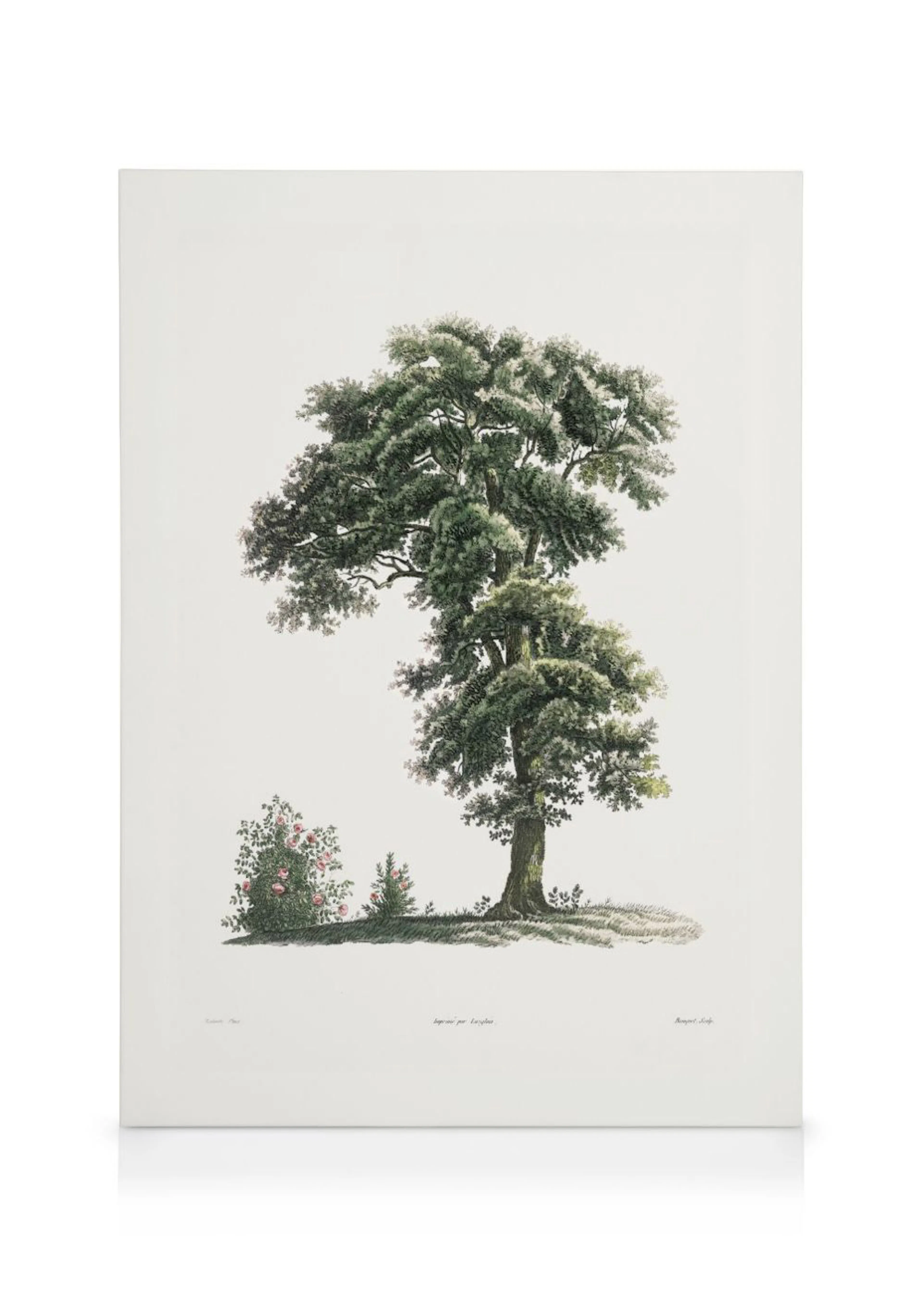 Toile illustrant un grand chêne majestueux aux feuilles vertes et un buisson de roses roses.