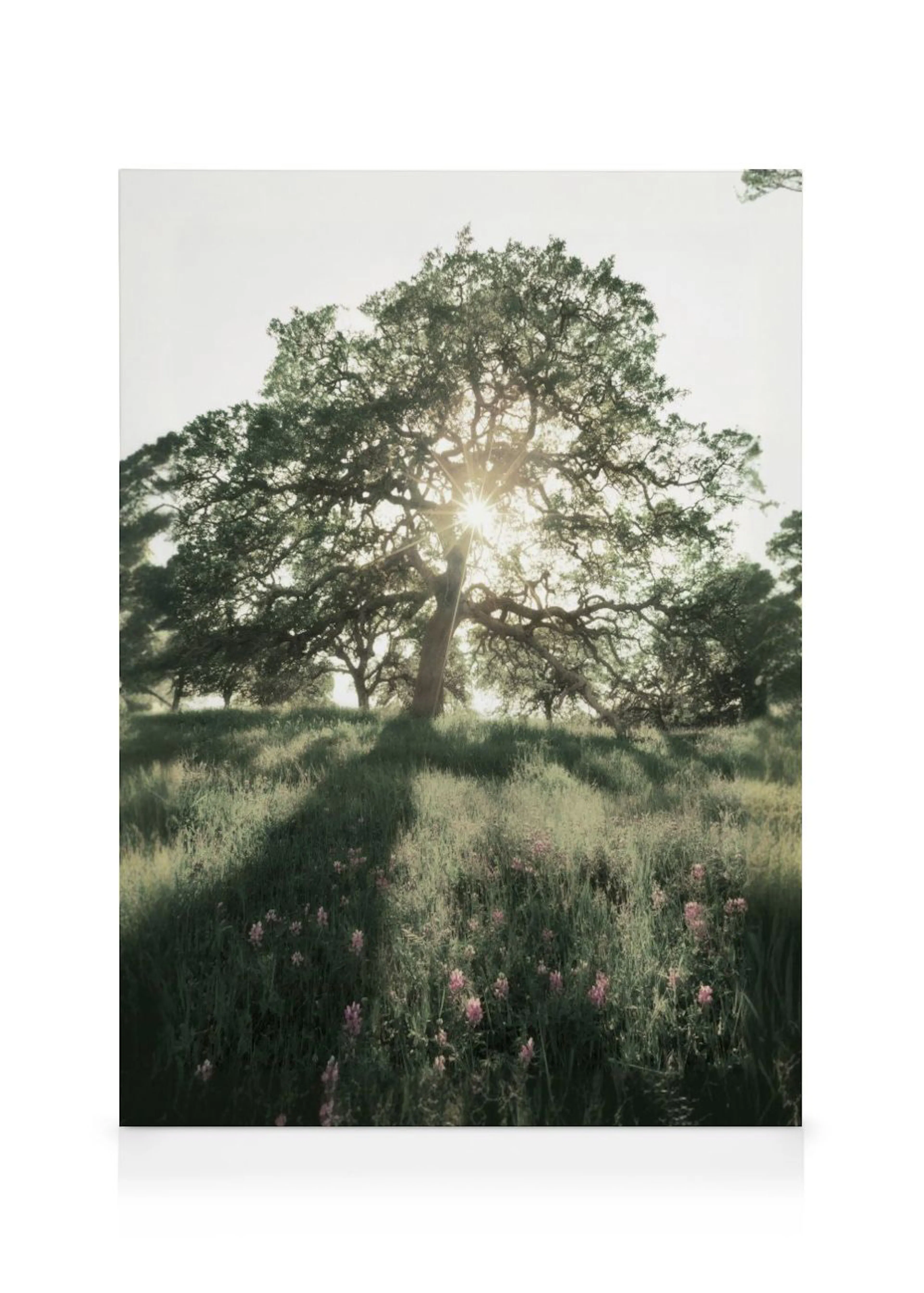 A stunning canvas of a large, majestic oak tree with sun rays shining through its branches, casting shadows over a field of gree