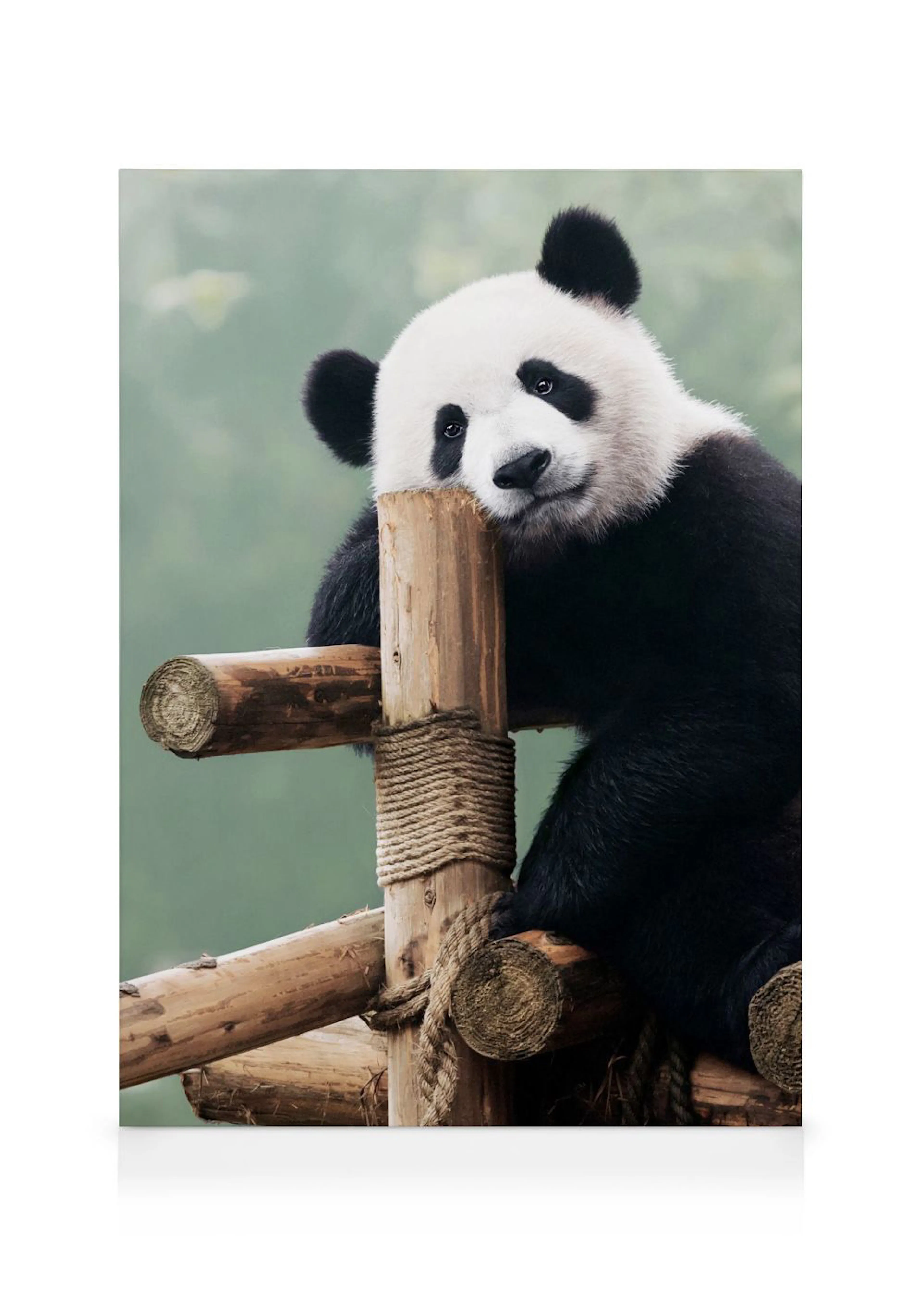 Et lærred med en sød panda, der hviler hovedet på en træpæl med reb, foran en sløret grøn baggrund.