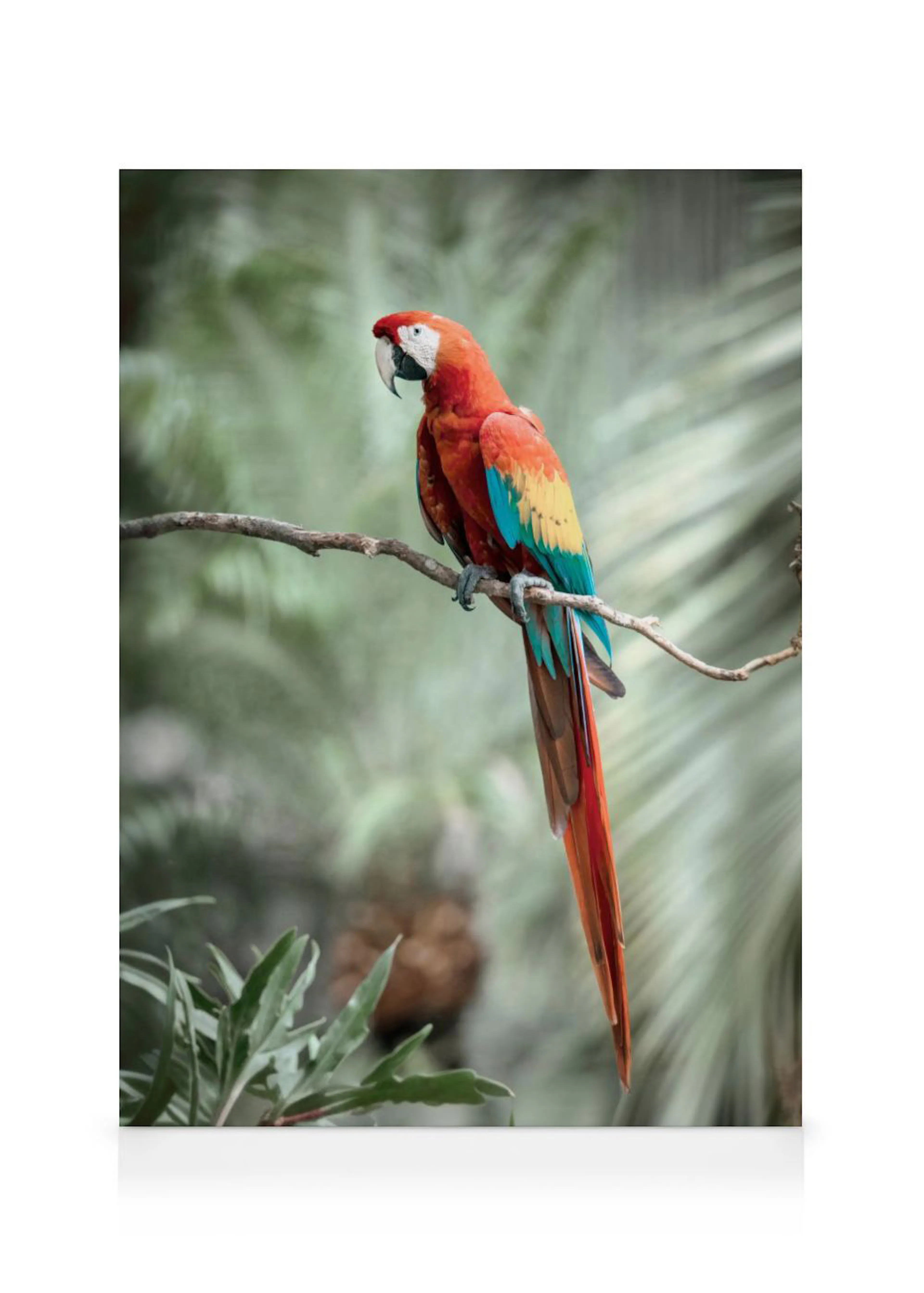 A vibrant red, blue, and yellow macaw on a tree branch against a soft green background, on a canvas.