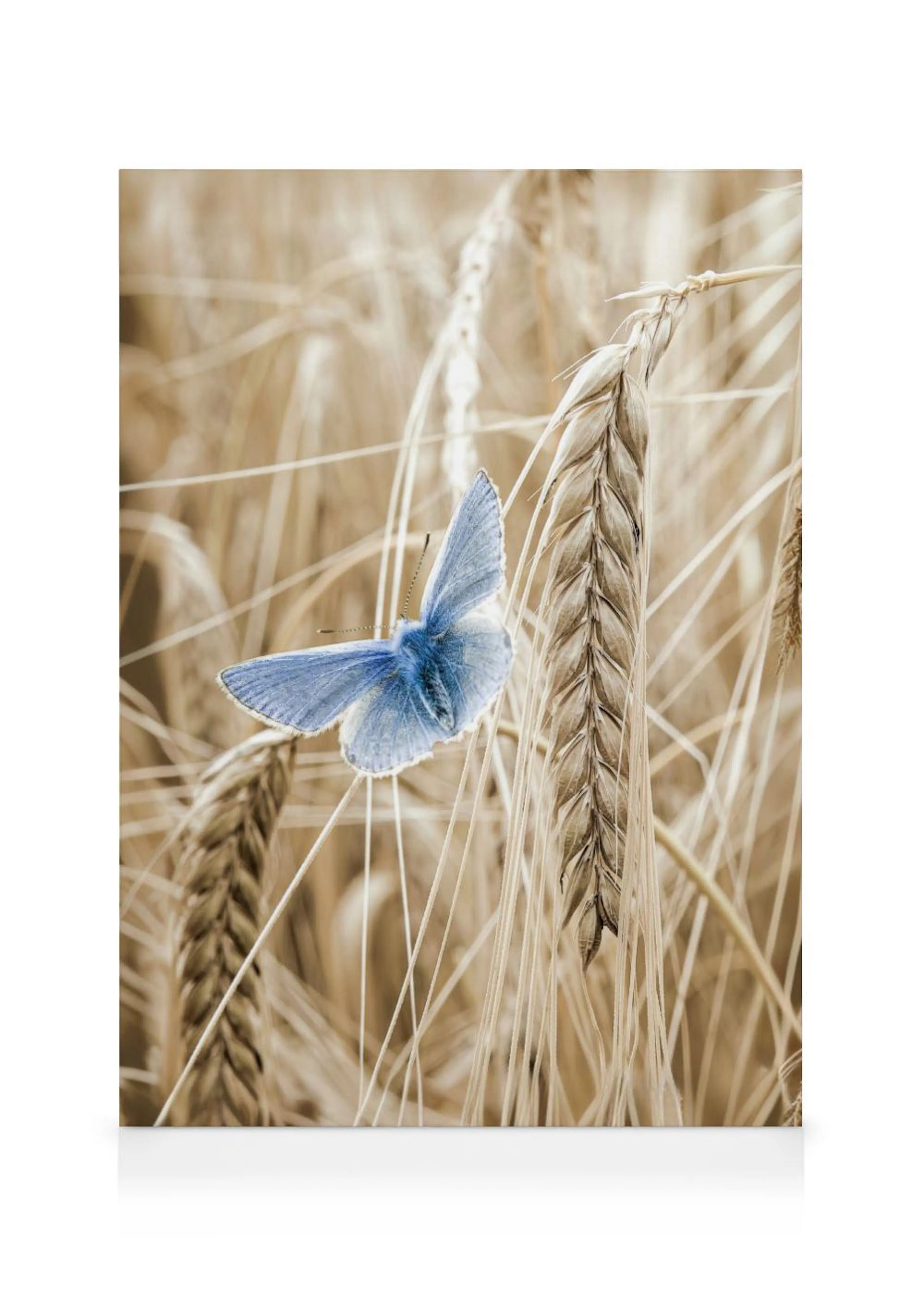 A canvas showing a vibrant blue butterfly resting on golden wheat stalks in a field.