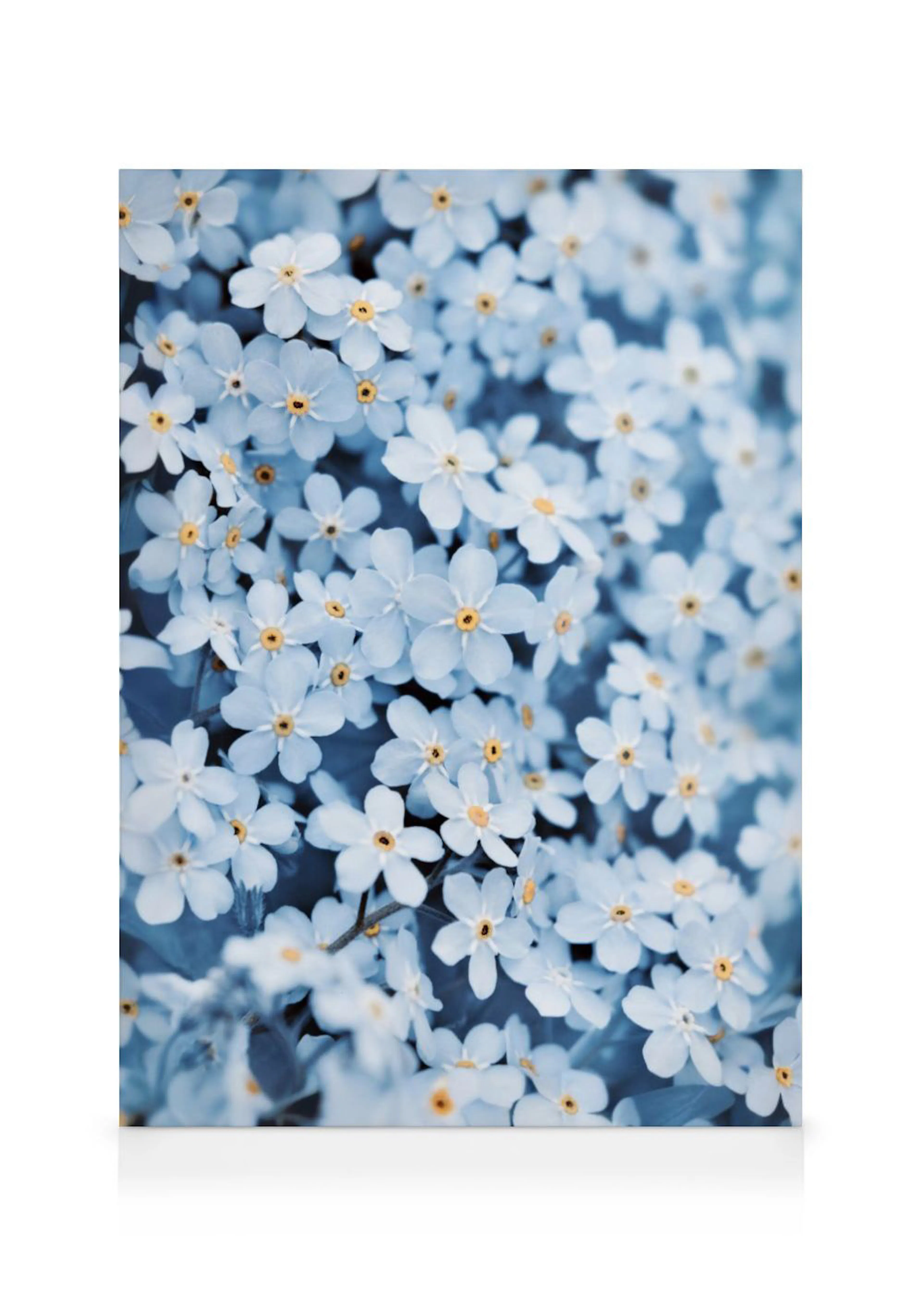 Stampa su tela con fiori di nontiscordimé celesti e gialli, dettagliati e in primo piano.