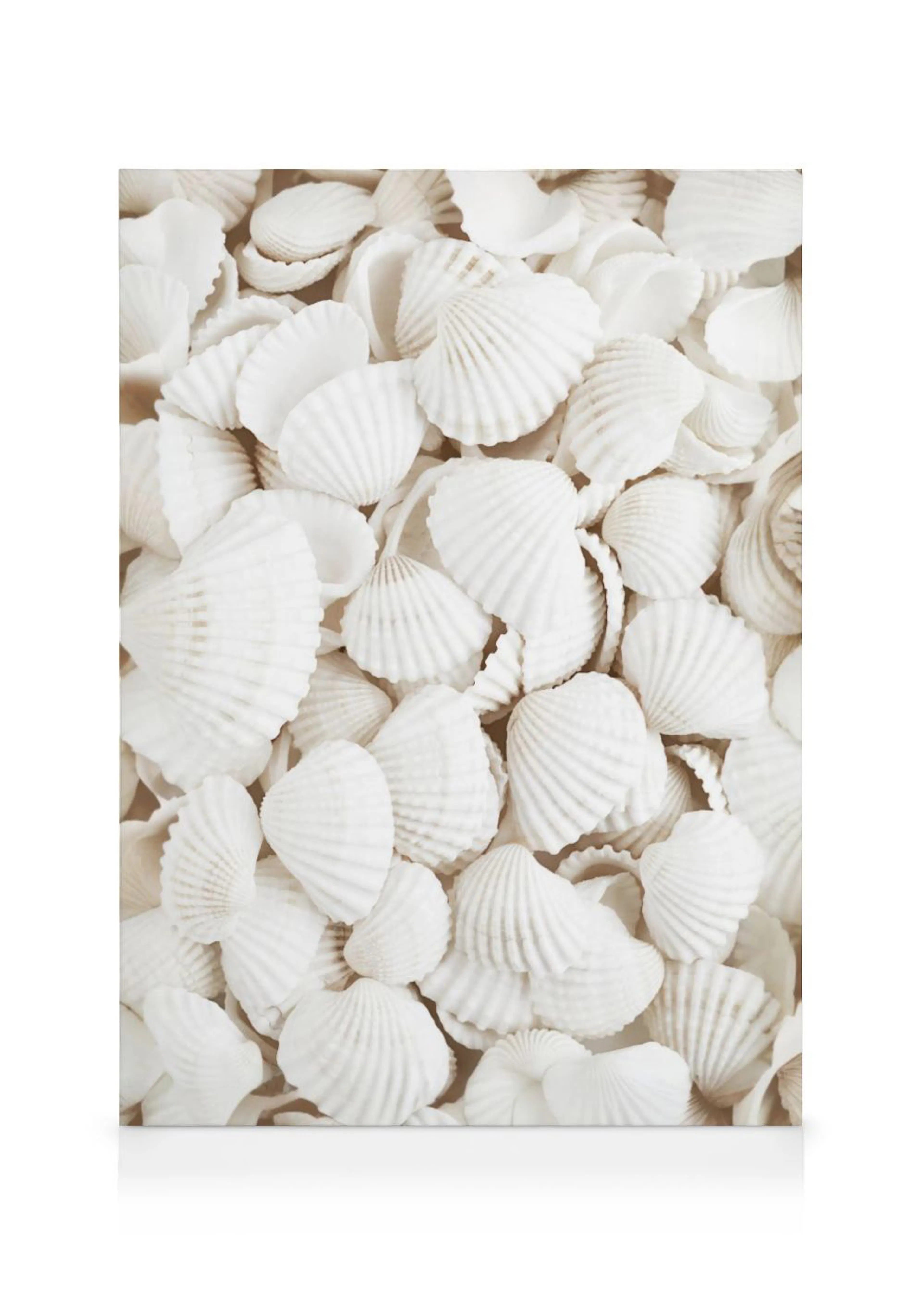 Leinwandbild mit einer Fülle kleiner, weißer Muscheln, die eine helle und beruhigende Textur bilden.
