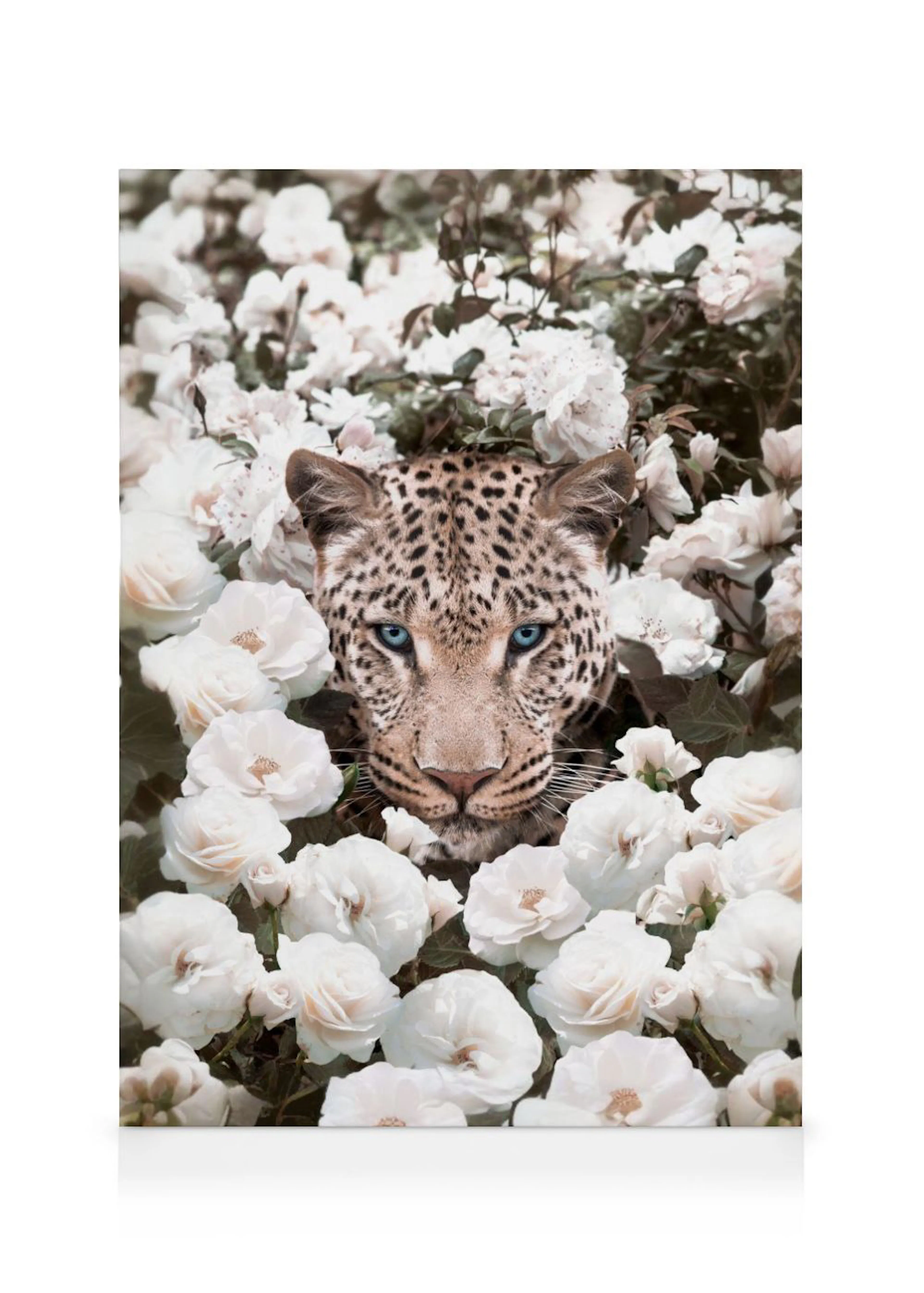 Stampa su tela con primo piano di un leopardo dagli occhi azzurri immerso in un cespuglio di rose bianche e crema.