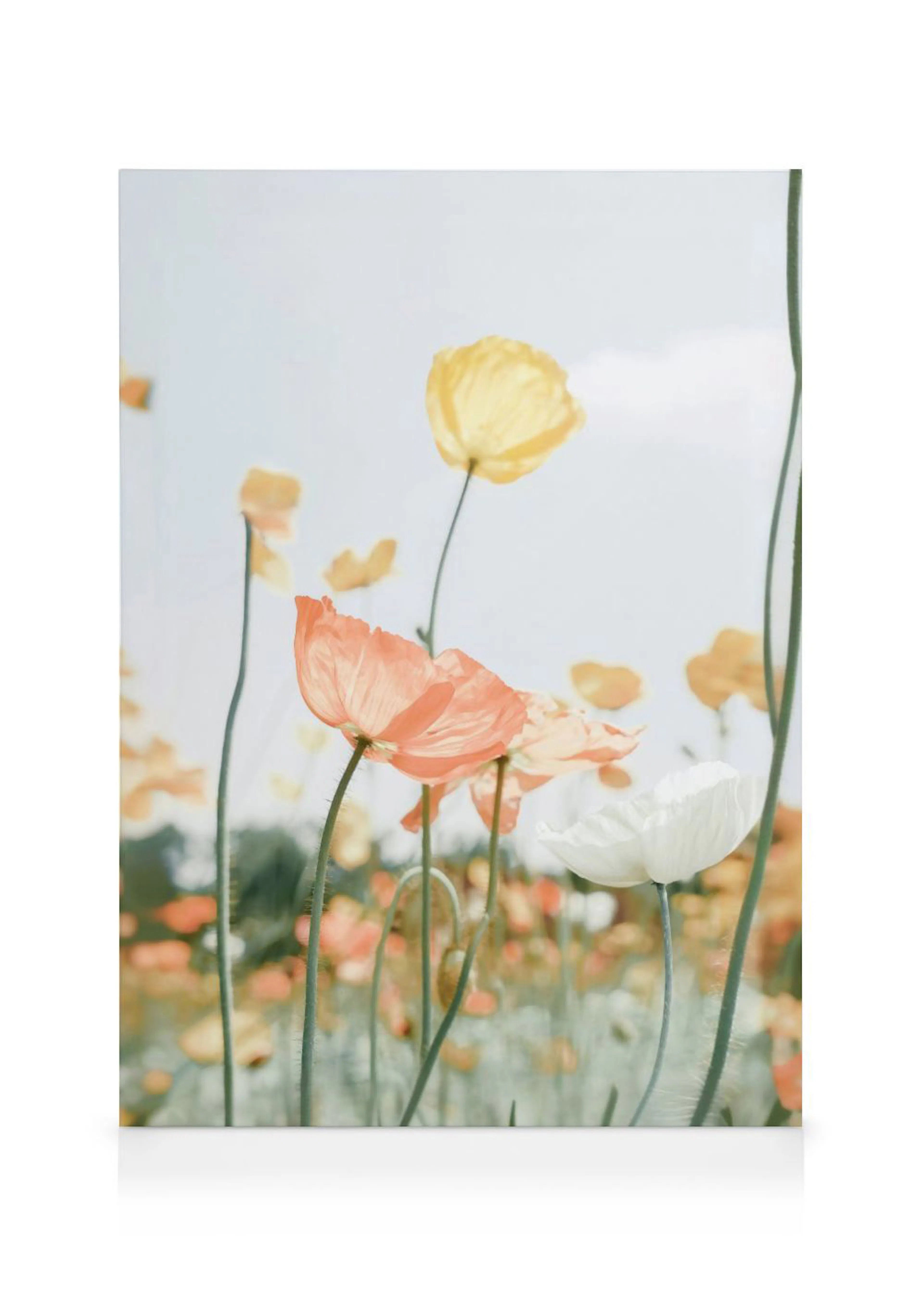 A canvas of a field of soft pastel poppies, with prominent peach, yellow, and white flowers.