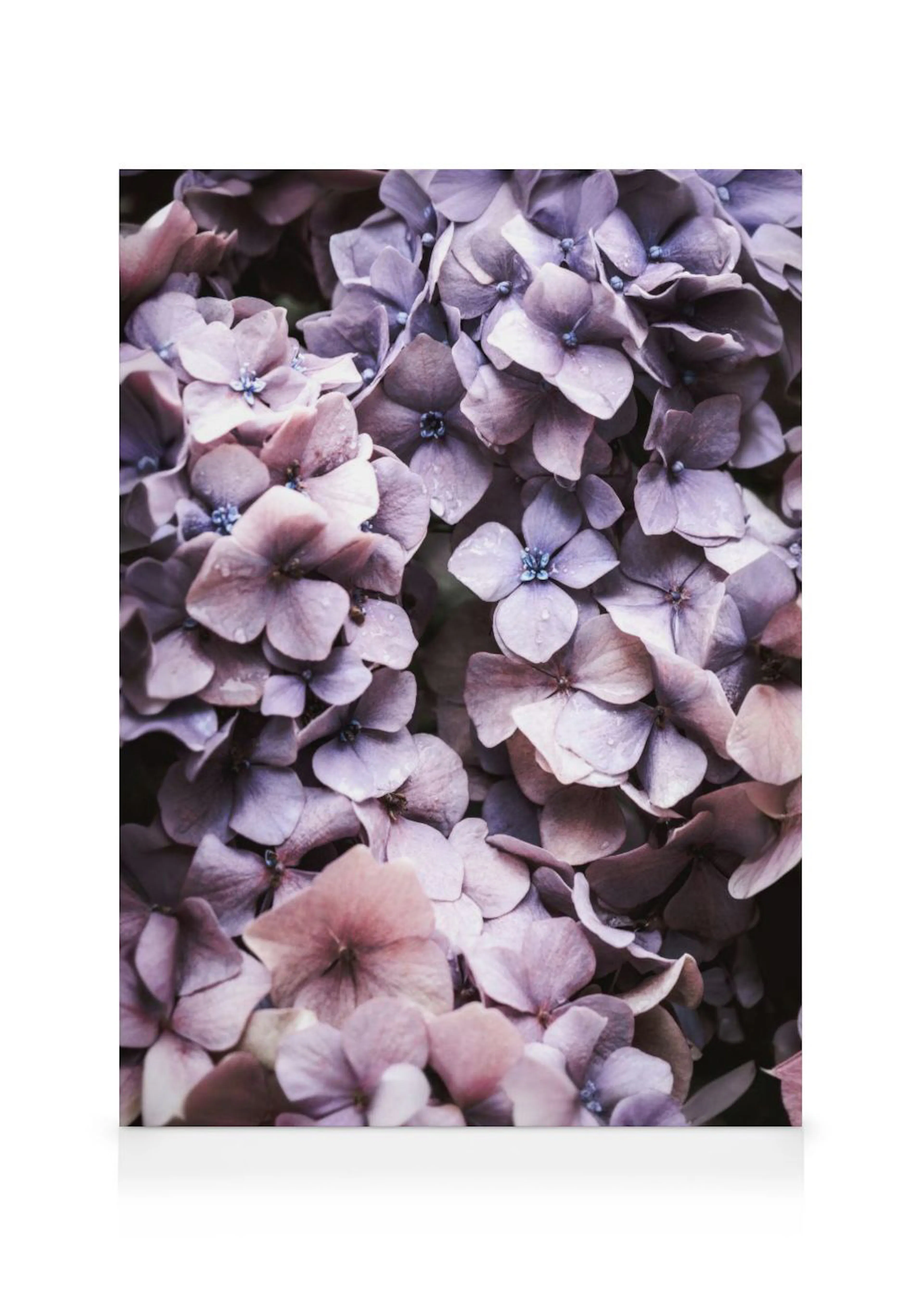 Toile de fleurs dhortensia violettes et roses avec des gouttes de rosée, gros plan.