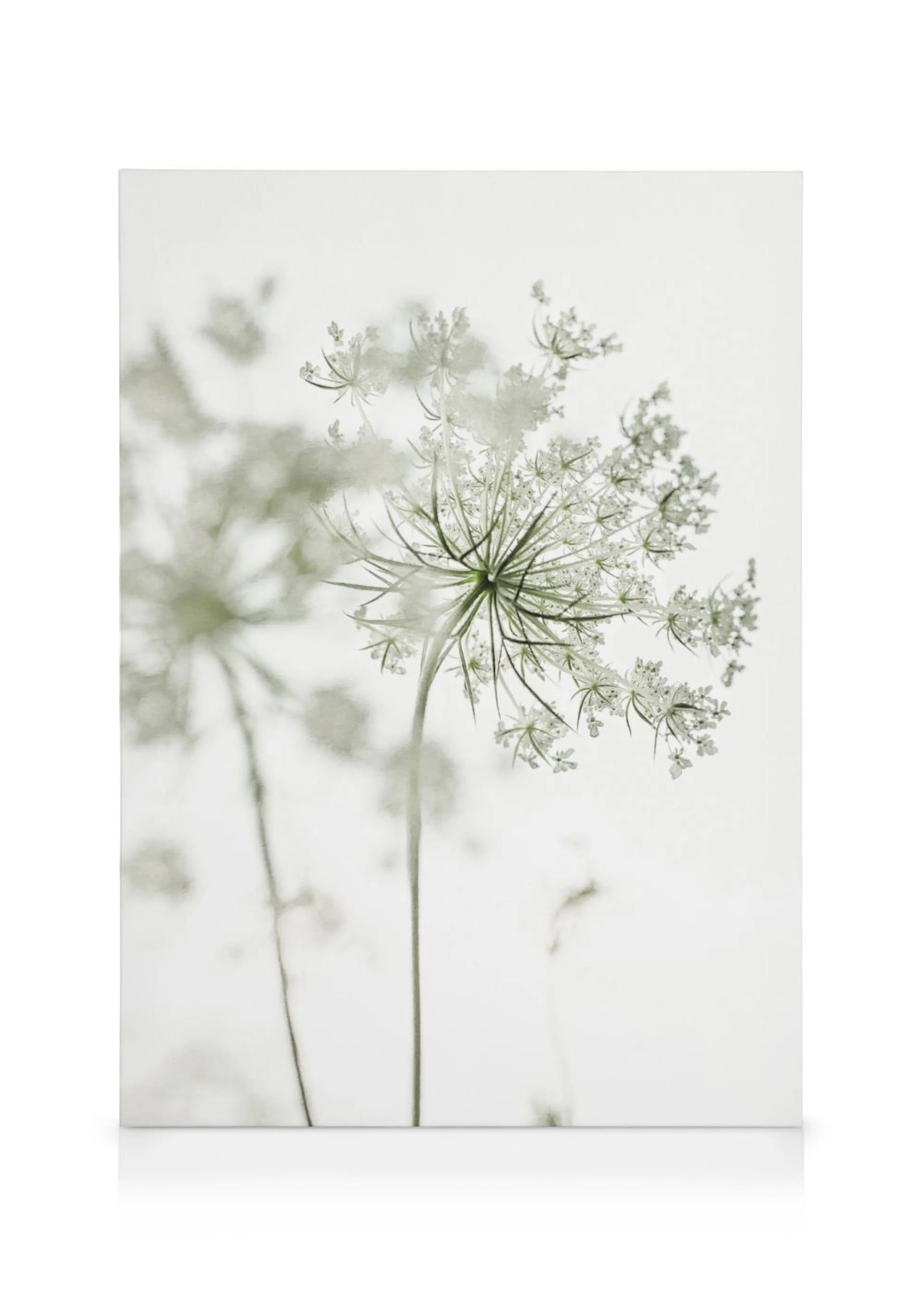 Toile dune fleur daneth blanche et verte sur un fond pastel et clair.