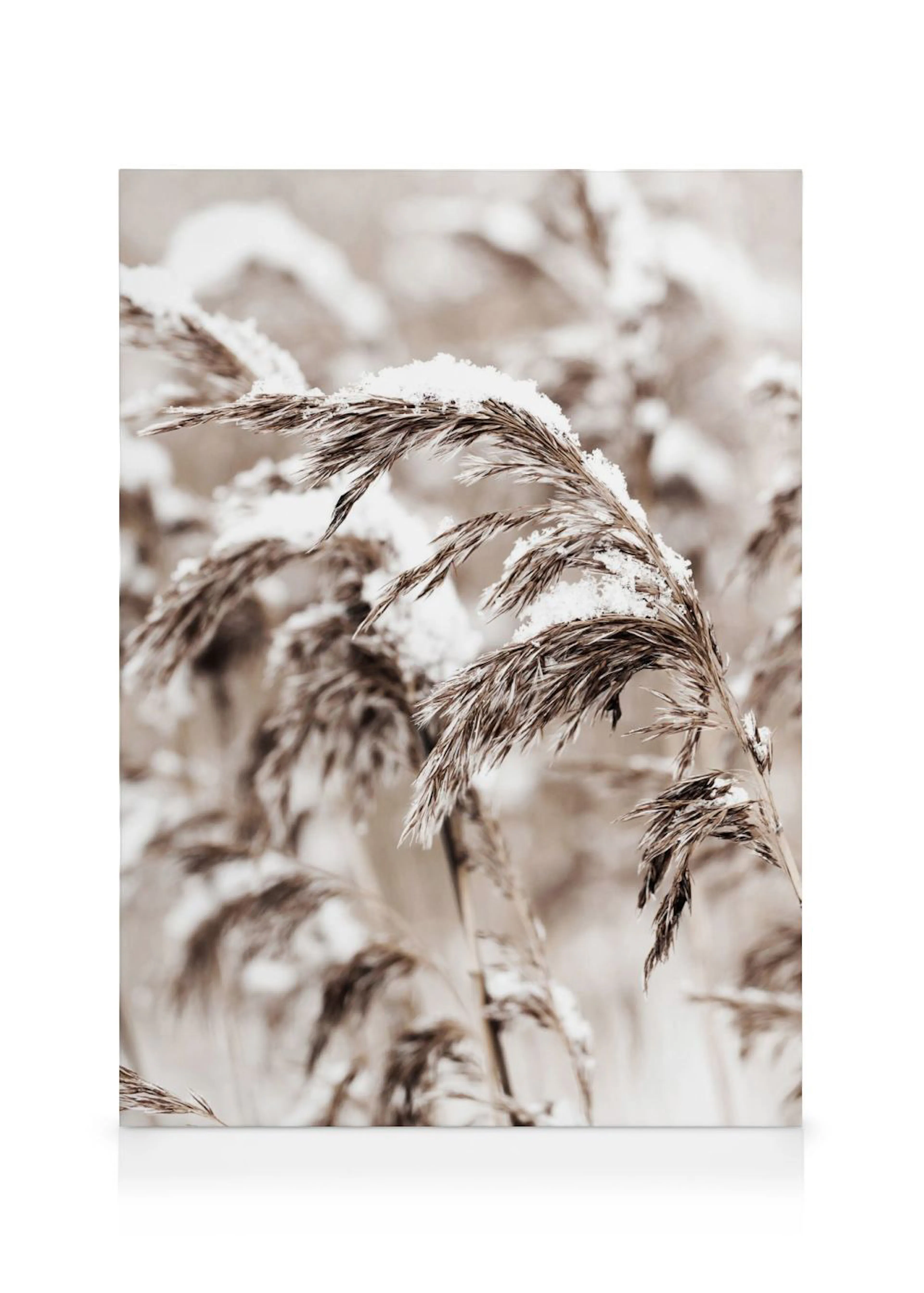 A canvas showing a close-up of brown reeds covered in white snow, with a soft, blurred background.