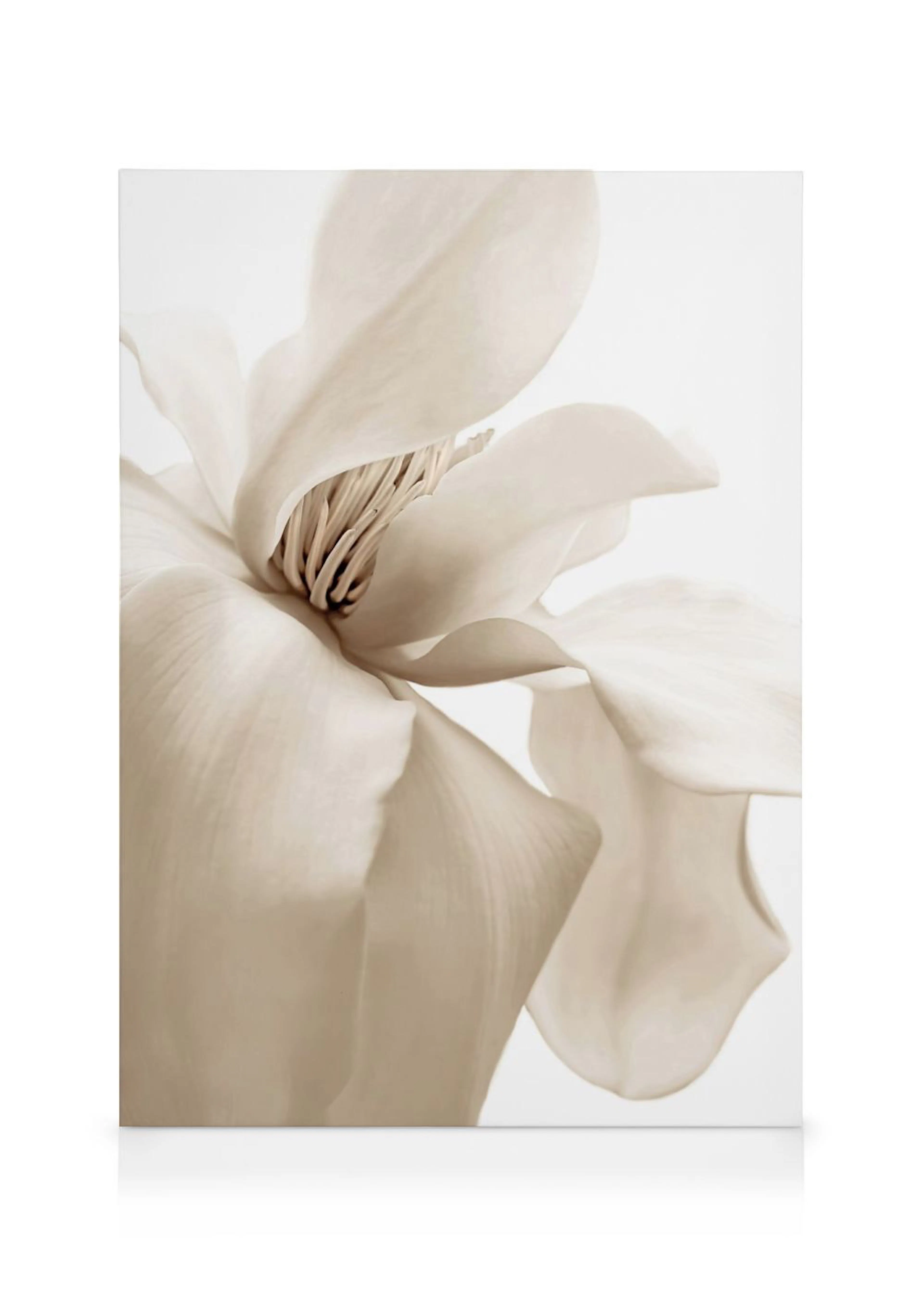 Toile dune fleur de magnolia beige pastel aux pétales délicats et aux pistils bruns sur fond blanc.