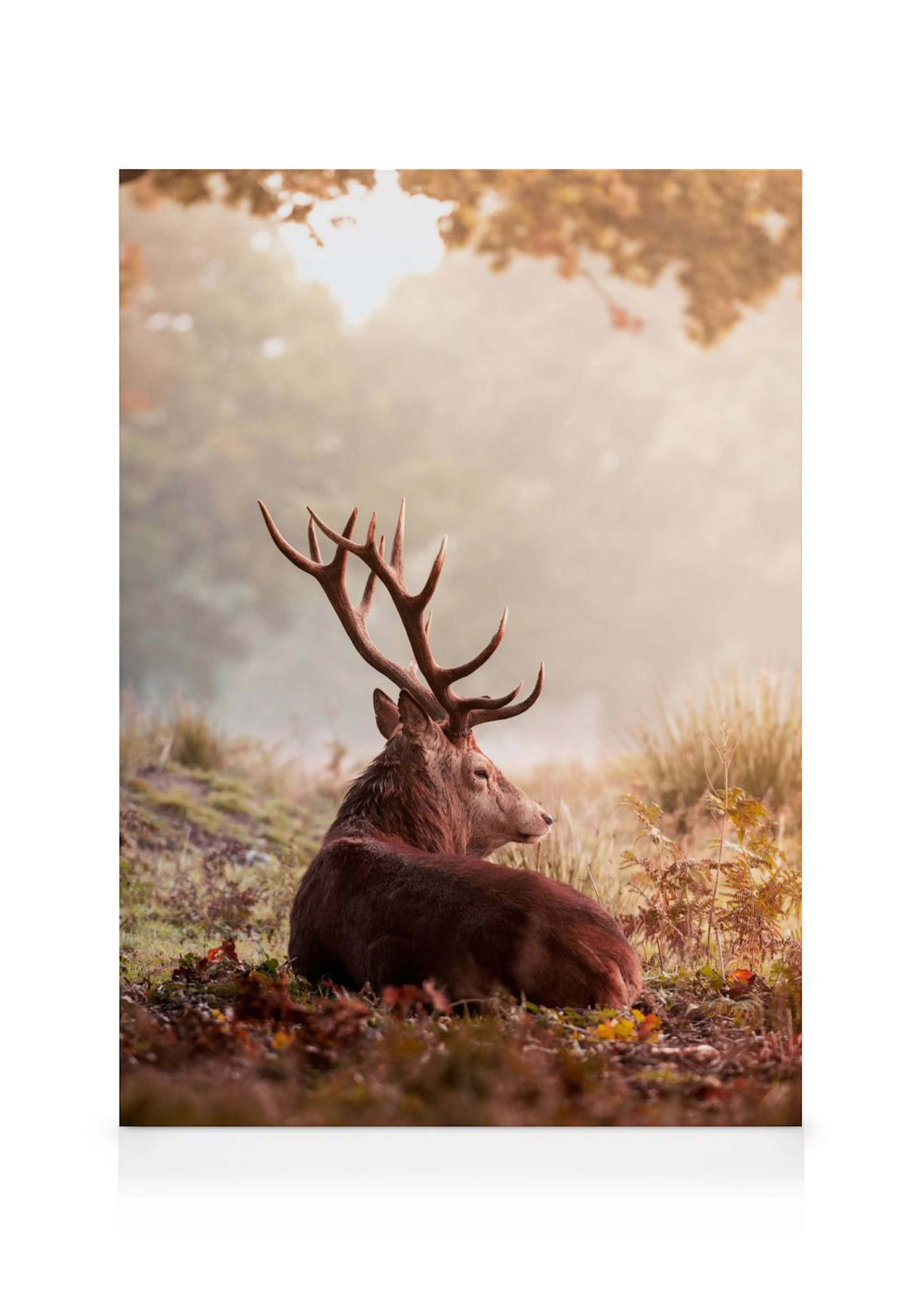 Toile dun cerf majestueux aux grands bois, paisiblement étendu dans une forêt brumeuse aux couleurs dautomne.