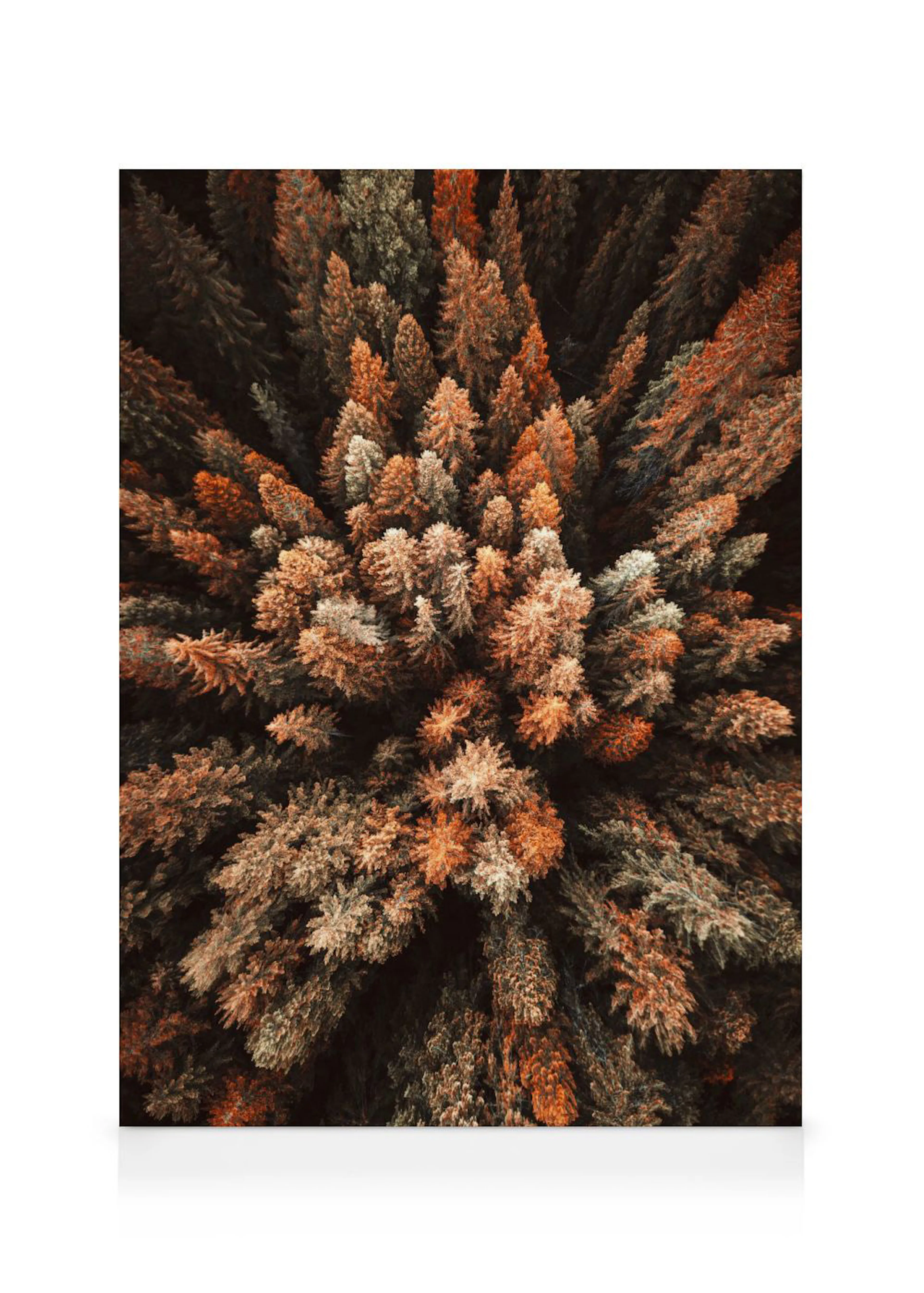 Kanvaasi ylhäältä kuvatusta metsästä, jossa on tummanvihreitä ja oranssinruskeita puita.