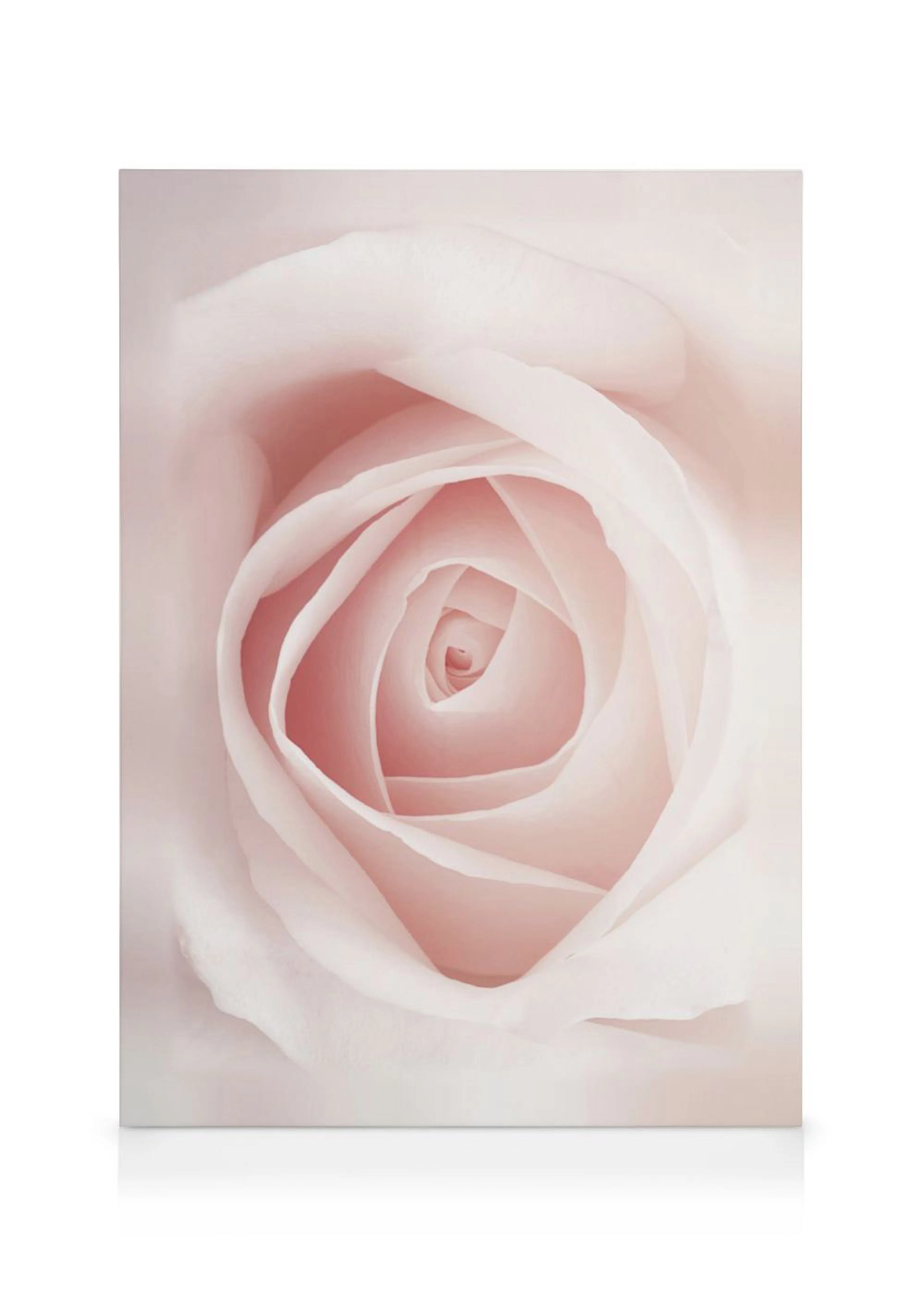 Toile murale rose pâle en gros plan, montrant les pétales délicats et le cœur de la fleur.