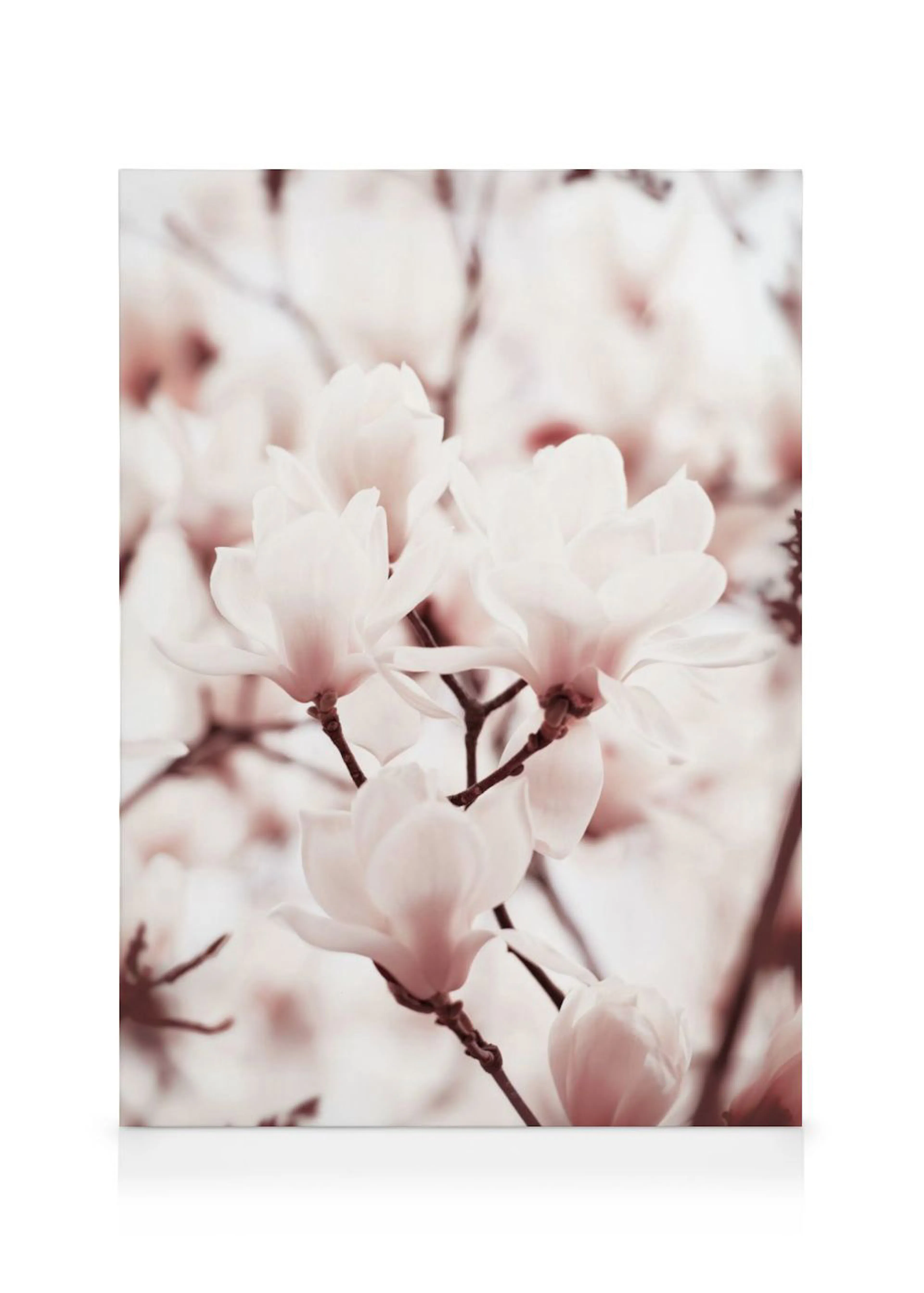 Leinwandbild mit Nahaufnahme von zarten, pastellfarbenen Magnolienblüten auf Ästen.