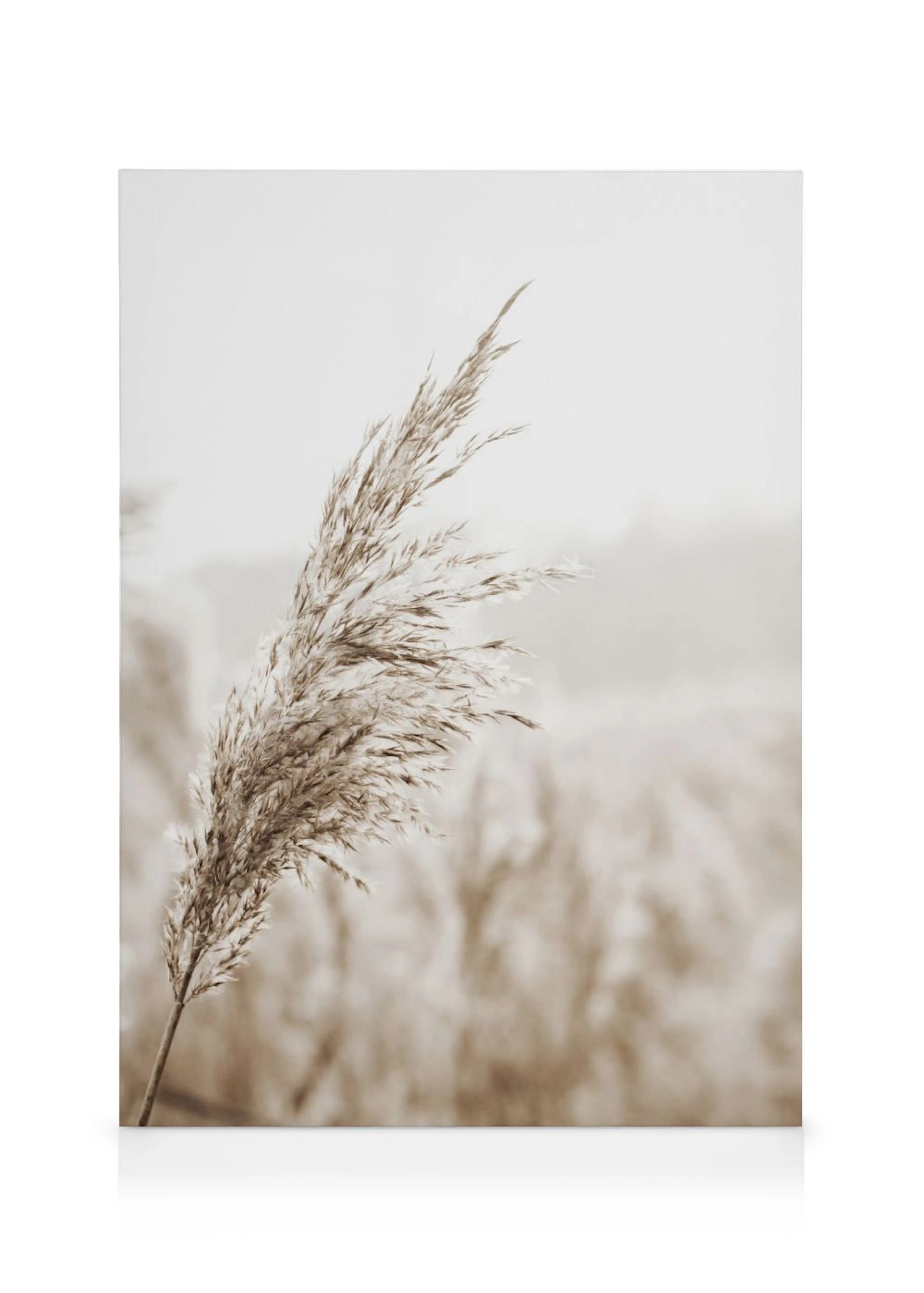 A sepia-toned canvas of a feathery pampas grass stalk with a blurred field of similar grasses in the background.