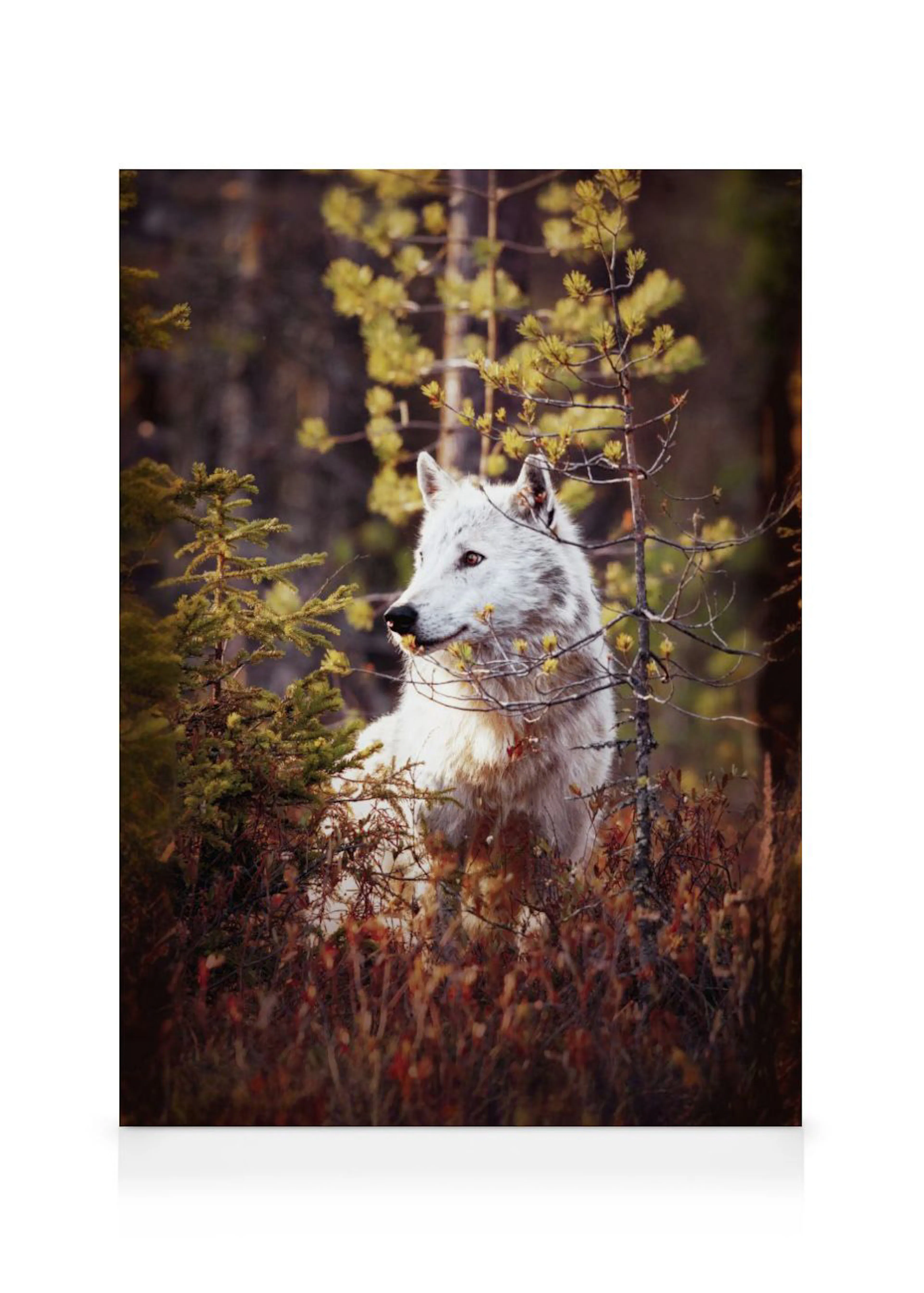 Leinwandbild eines weißen Wolfs, der in einem herbstlichen Wald zwischen Nadelbäumen und rötlichem Gestrüpp steht und zur Seite 