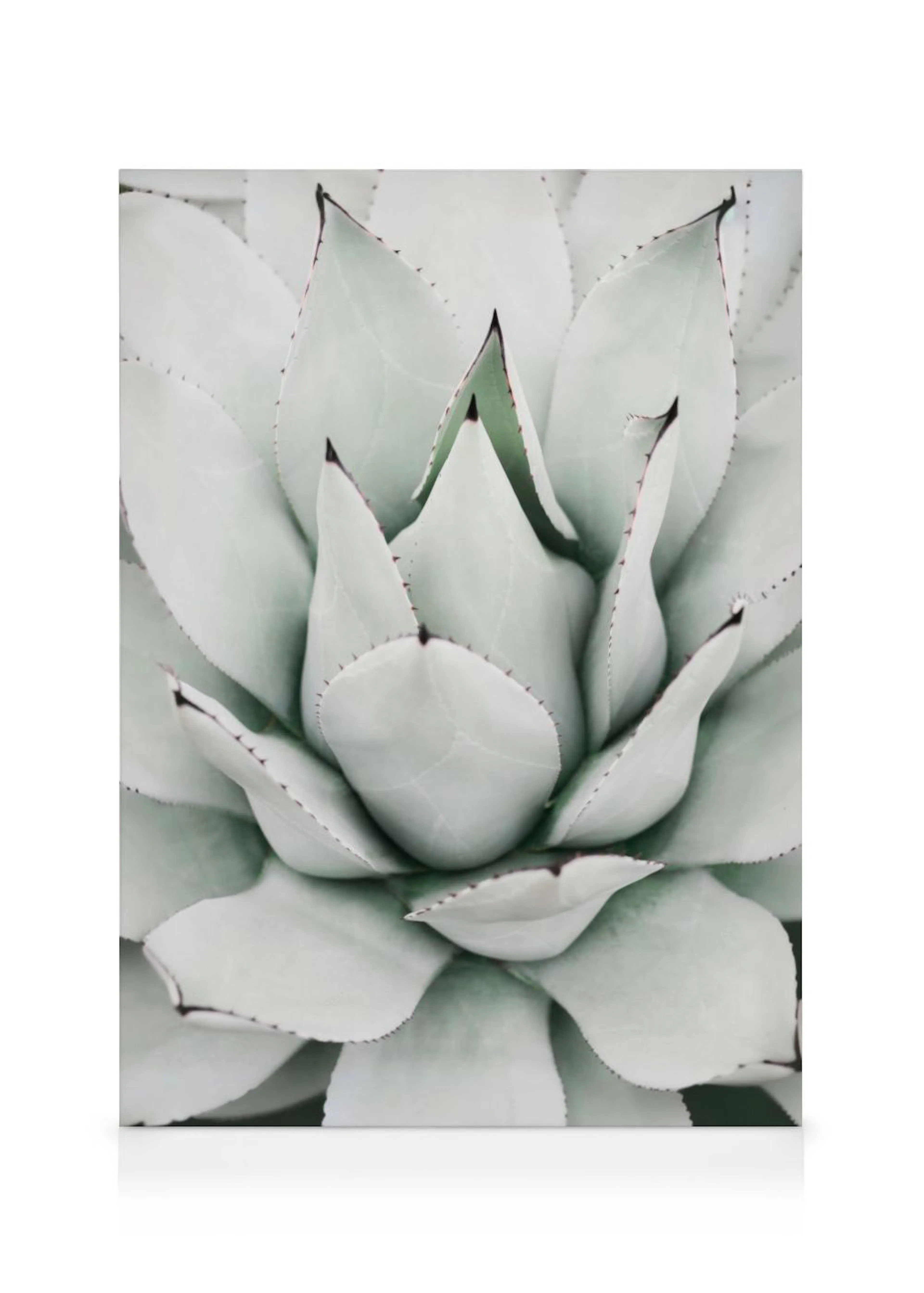 Leinwandbild einer Agave mit blassgrünen Blättern und dunklen Spitzen, von oben fotografiert.