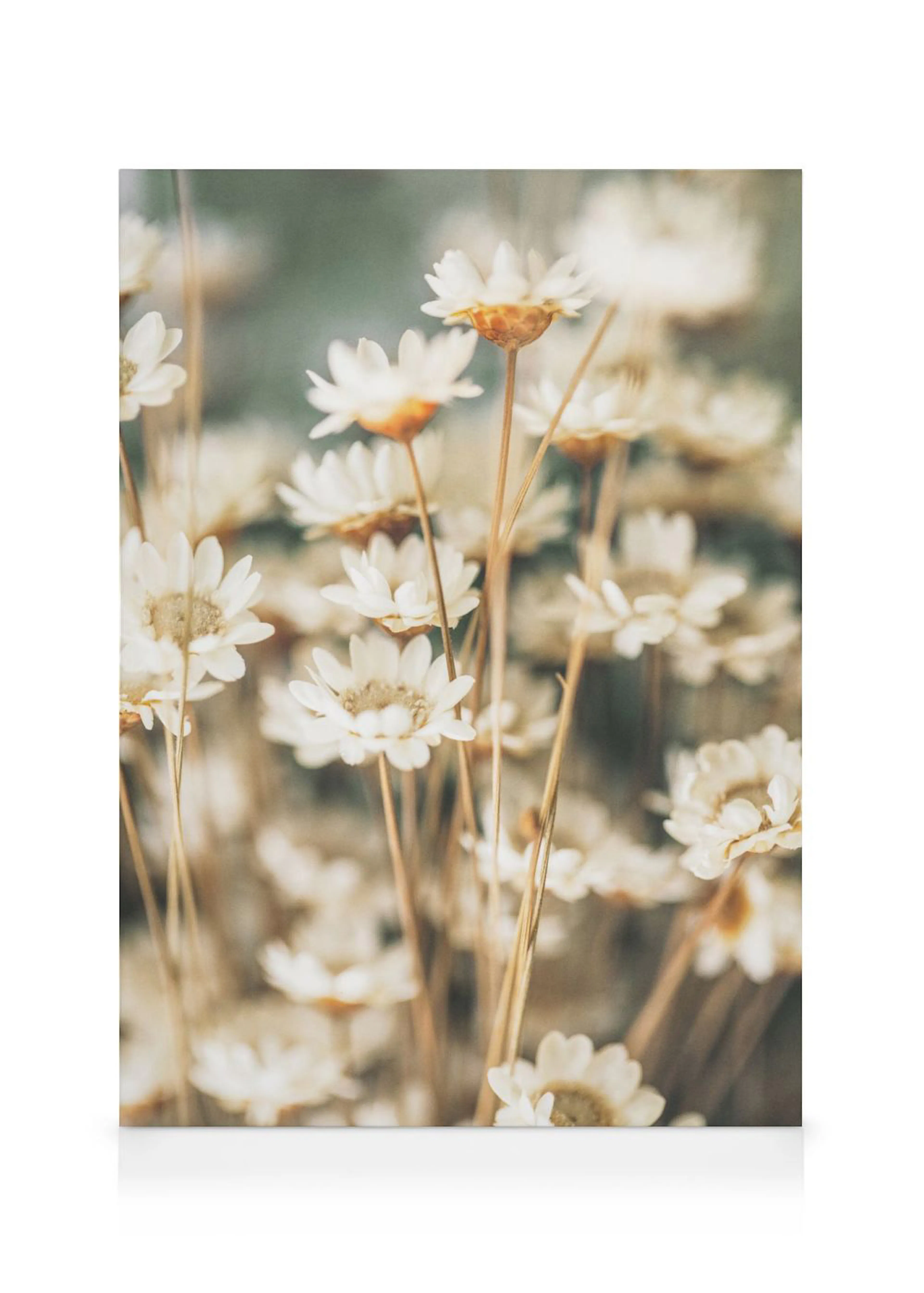 Toile florale de marguerites blanches séchées aux teintes douces, avec un arrière-plan flou vert et beige.