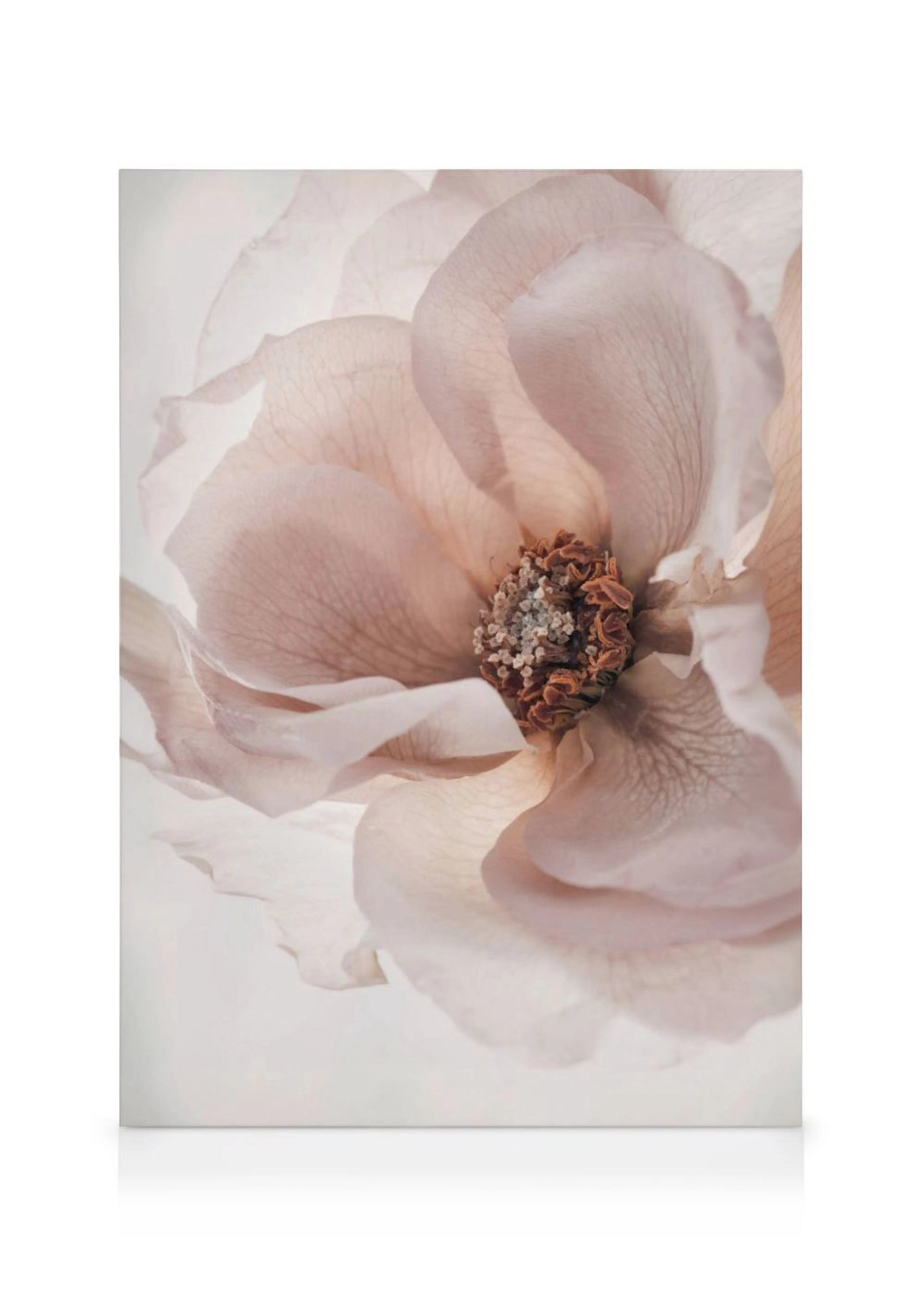 Stampa su tela di un delicato fiore rosa chiaro con petali morbidi e un centro in toni del marrone.