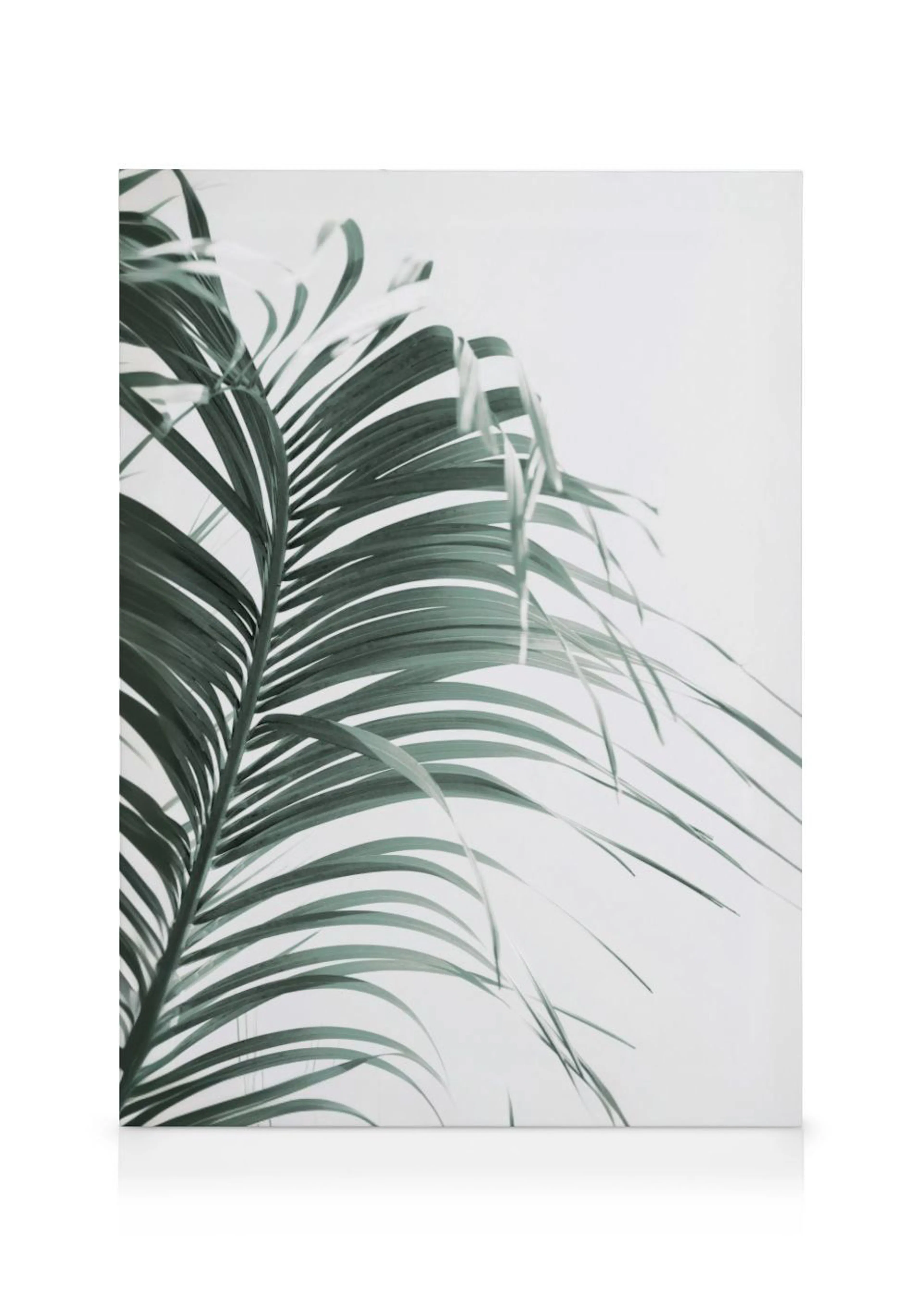 Lienzo de una hoja de palmera verde oscuro sobre un fondo blanco, con la parte inferior de la hoja a la izquierda.