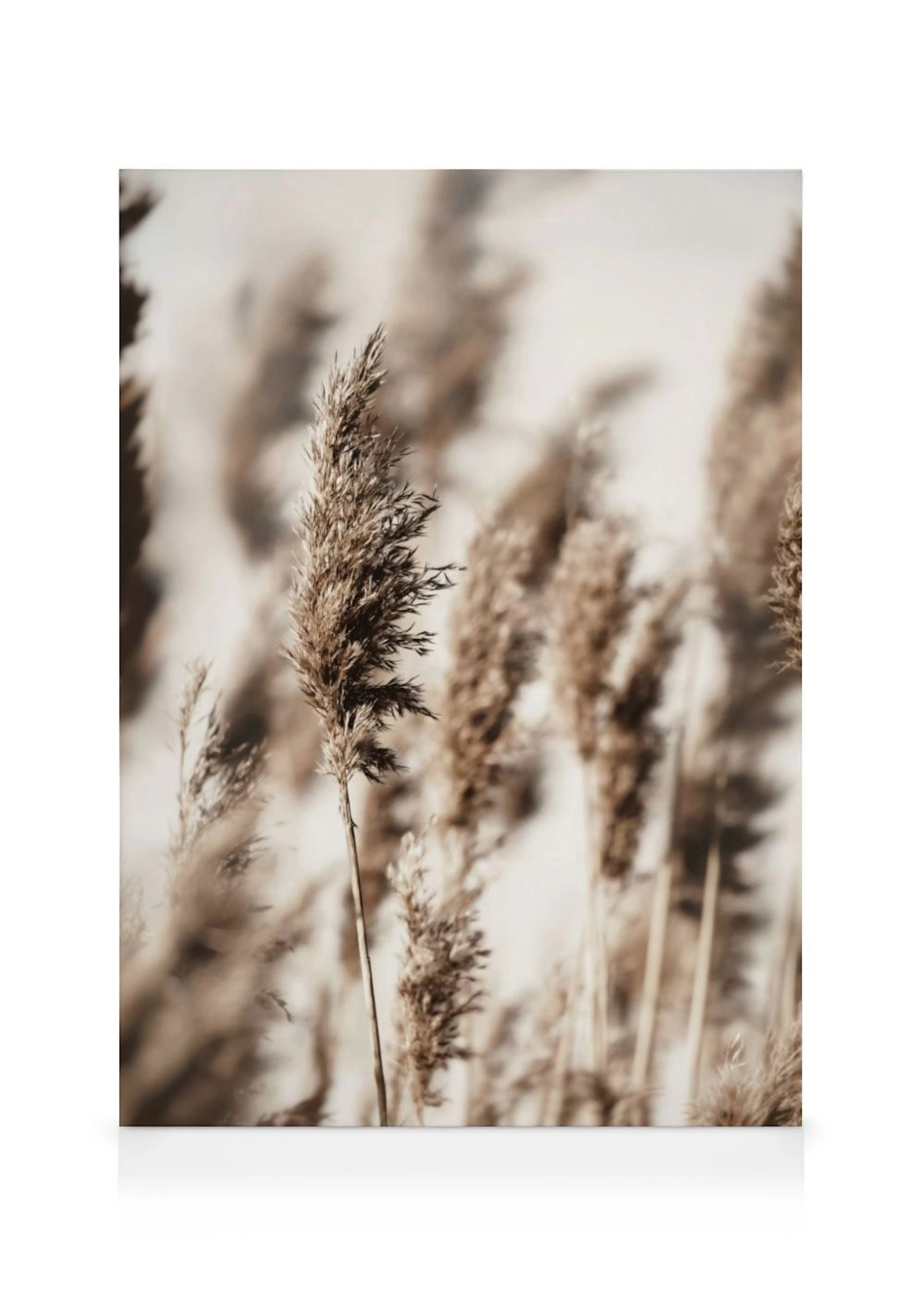 A canvas of dried brown fluffy reeds in a field with a soft, blurred background.