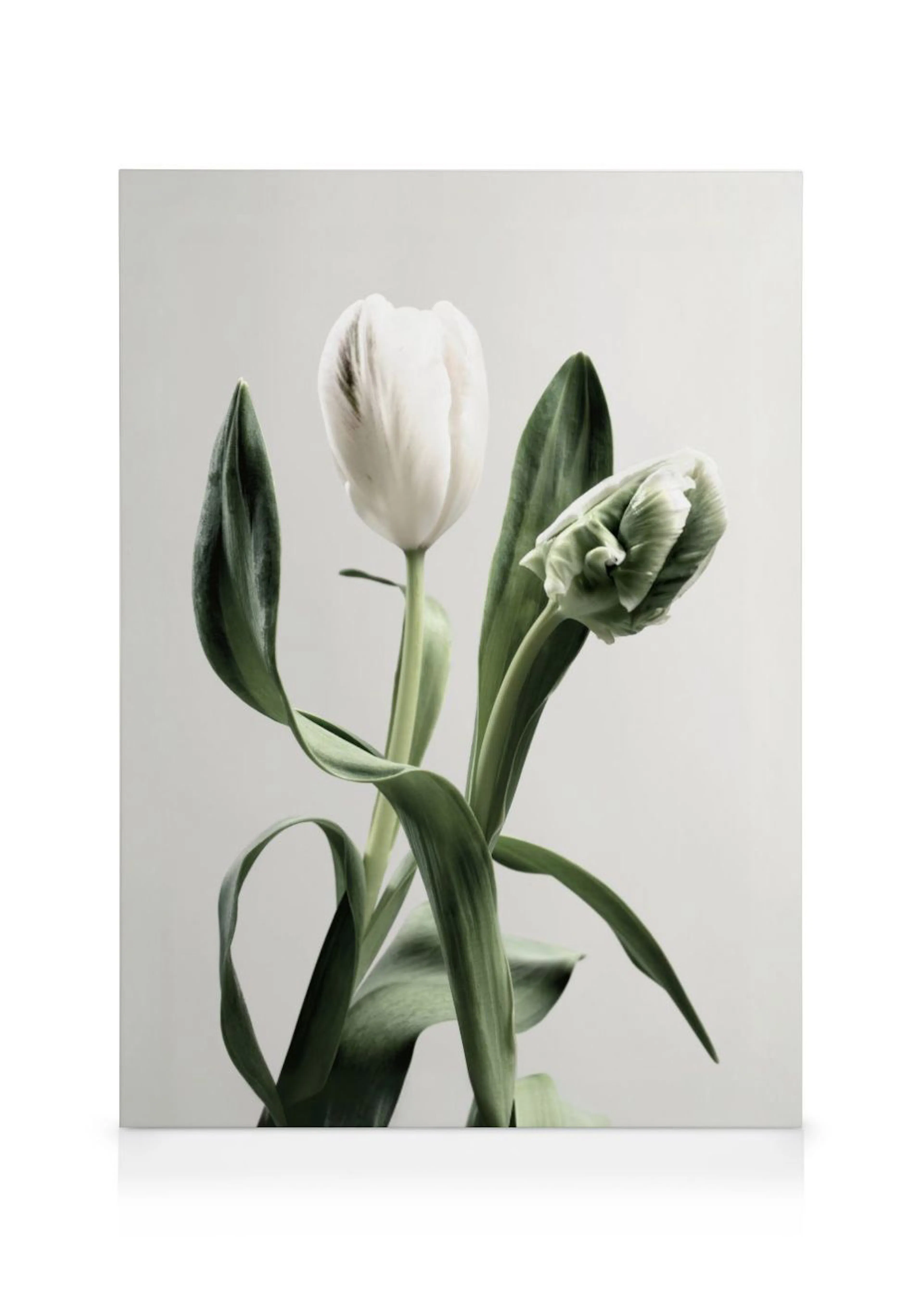 A canvas featuring two white tulips with green leaves on a light grey background, one fully bloomed, the other a closed bud.